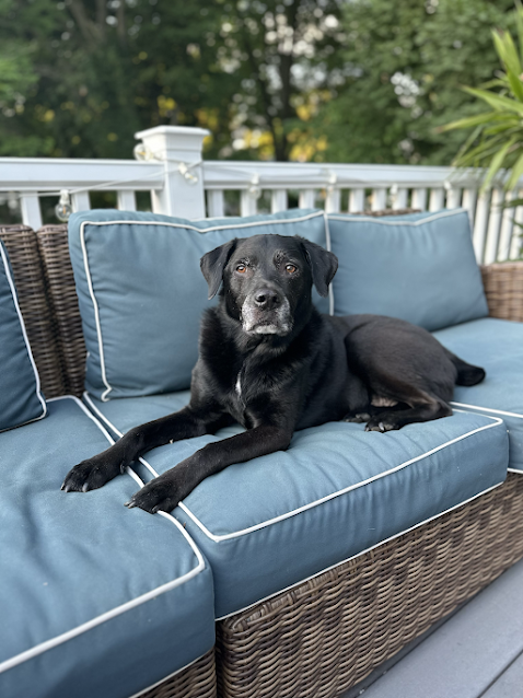 Black dog lying on a blue outdoor sofa with white piping on a porch with a white railing and trees in the background.