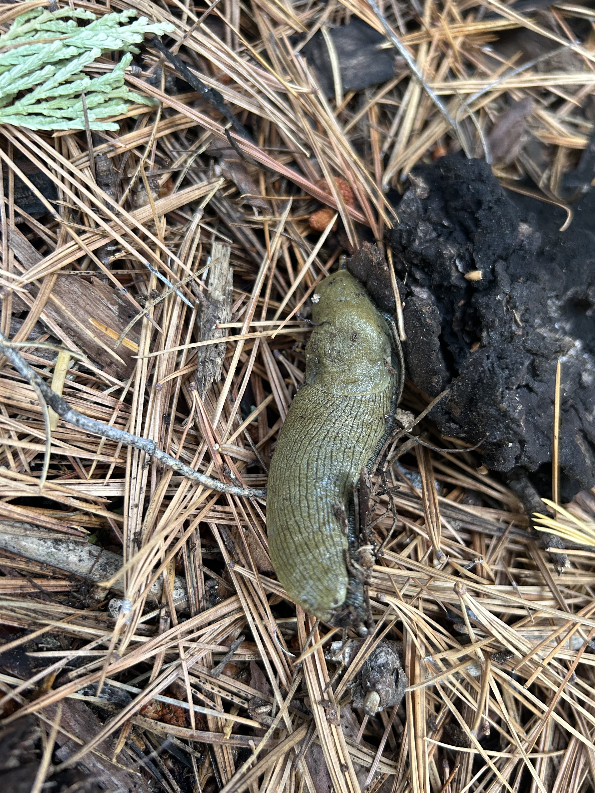 UpperBirchSlug.jpg