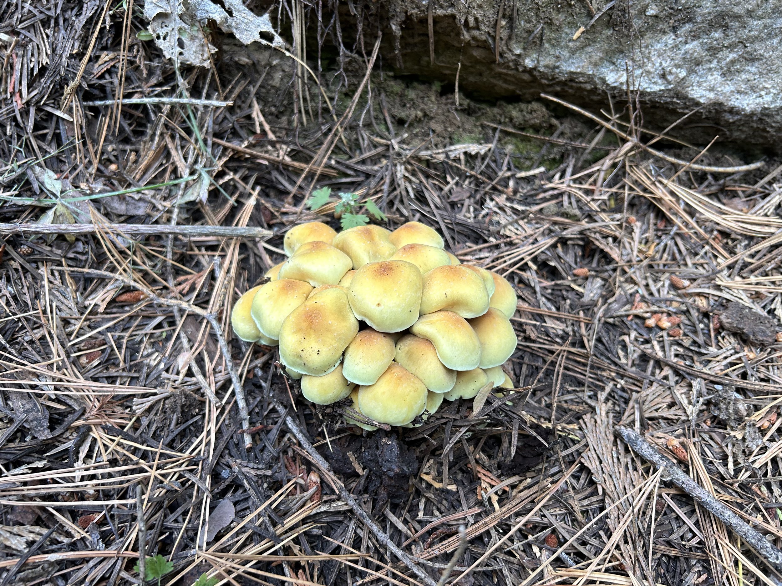 UpperBirchMushrooms.jpg
