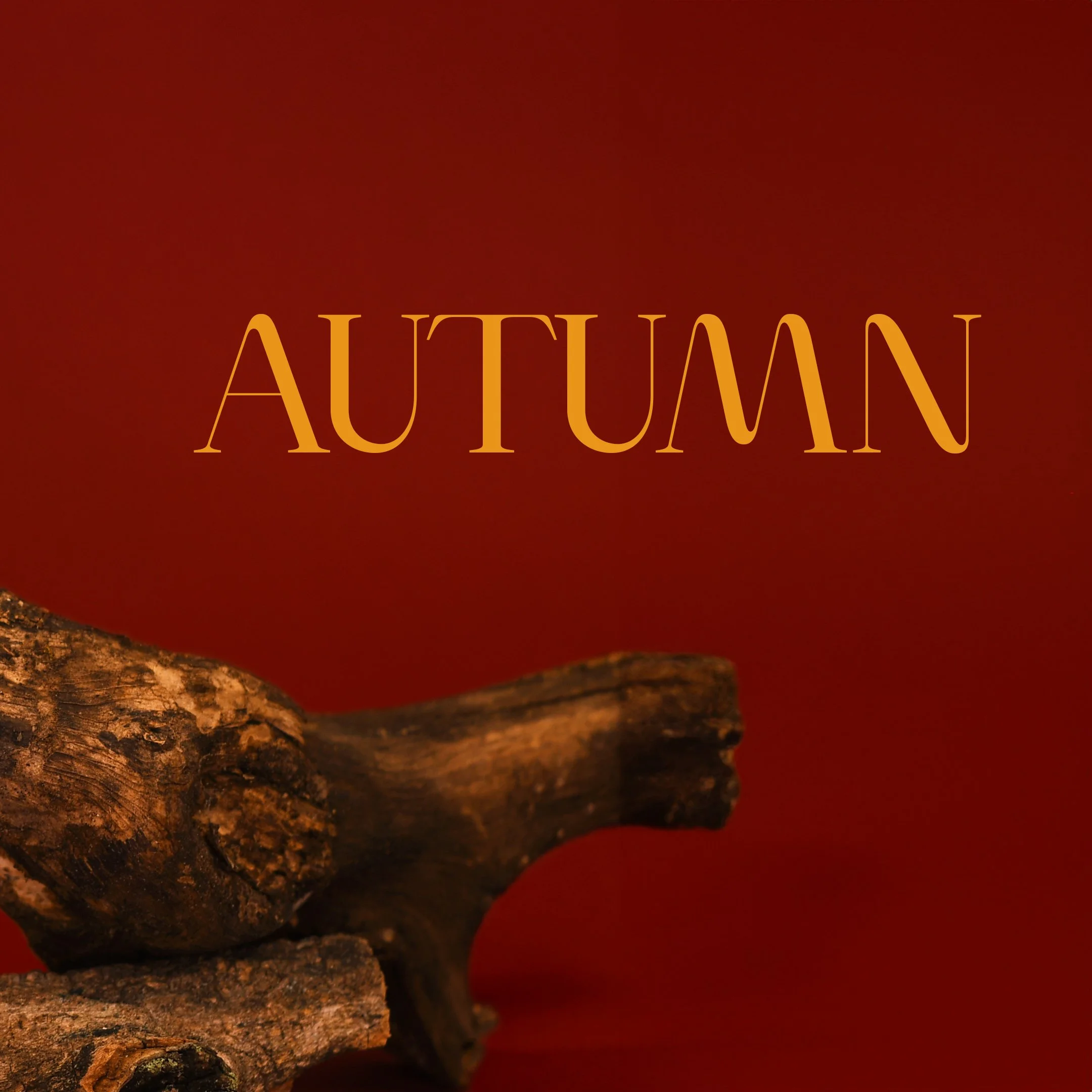 FOTO DE PORTADA 1.jpg