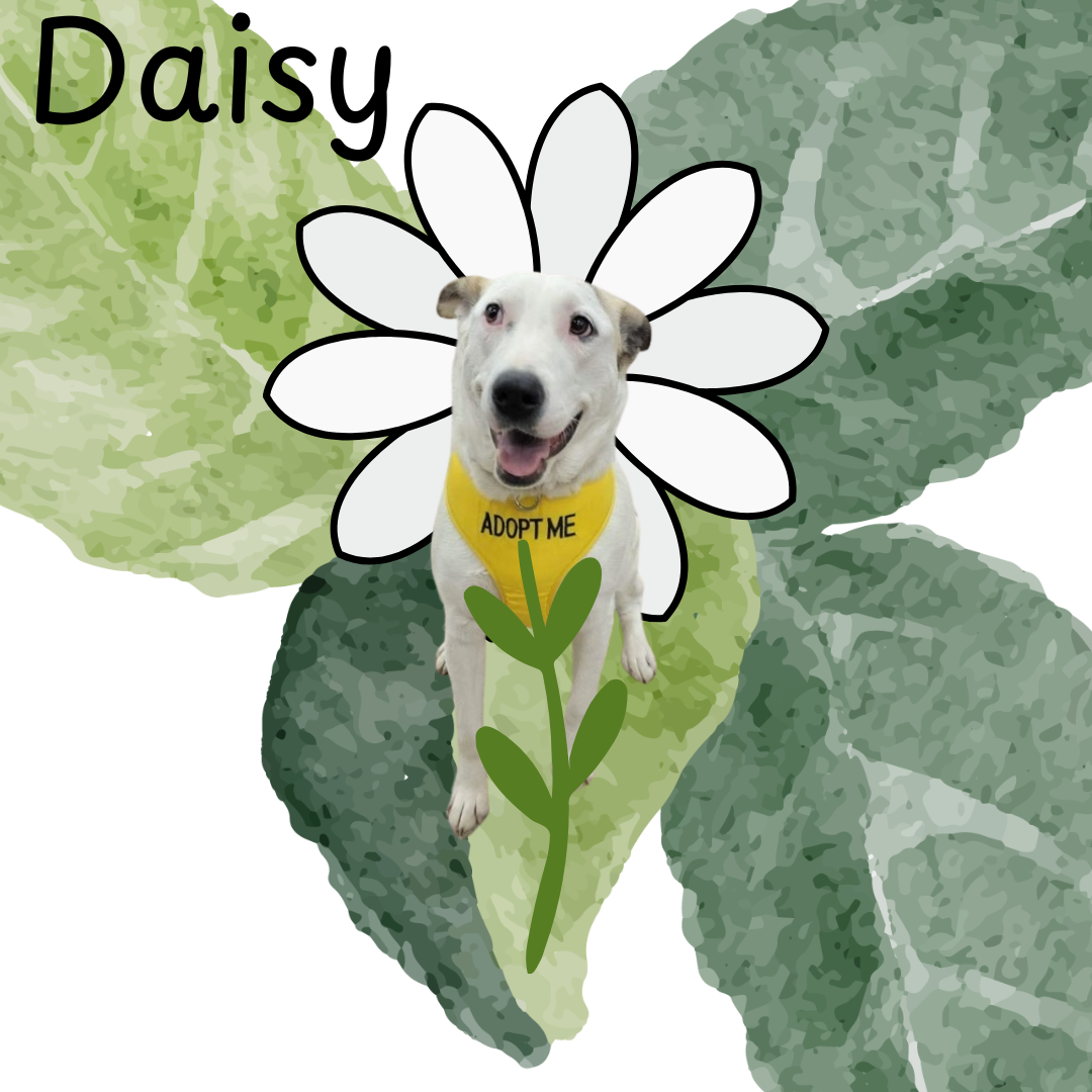 Daisy.png