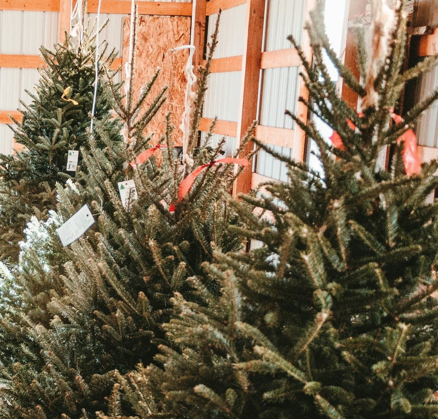🎄✨ Get Ready for the Holidays! 🎄✨
We’re excited to announce that Christmas Trees will be available starting  Saturday, November 23rd at Community Roots & Shoots (209 Dayton Valley Road, Dayton, NV)! 
🎁 All proceeds from the tree sales