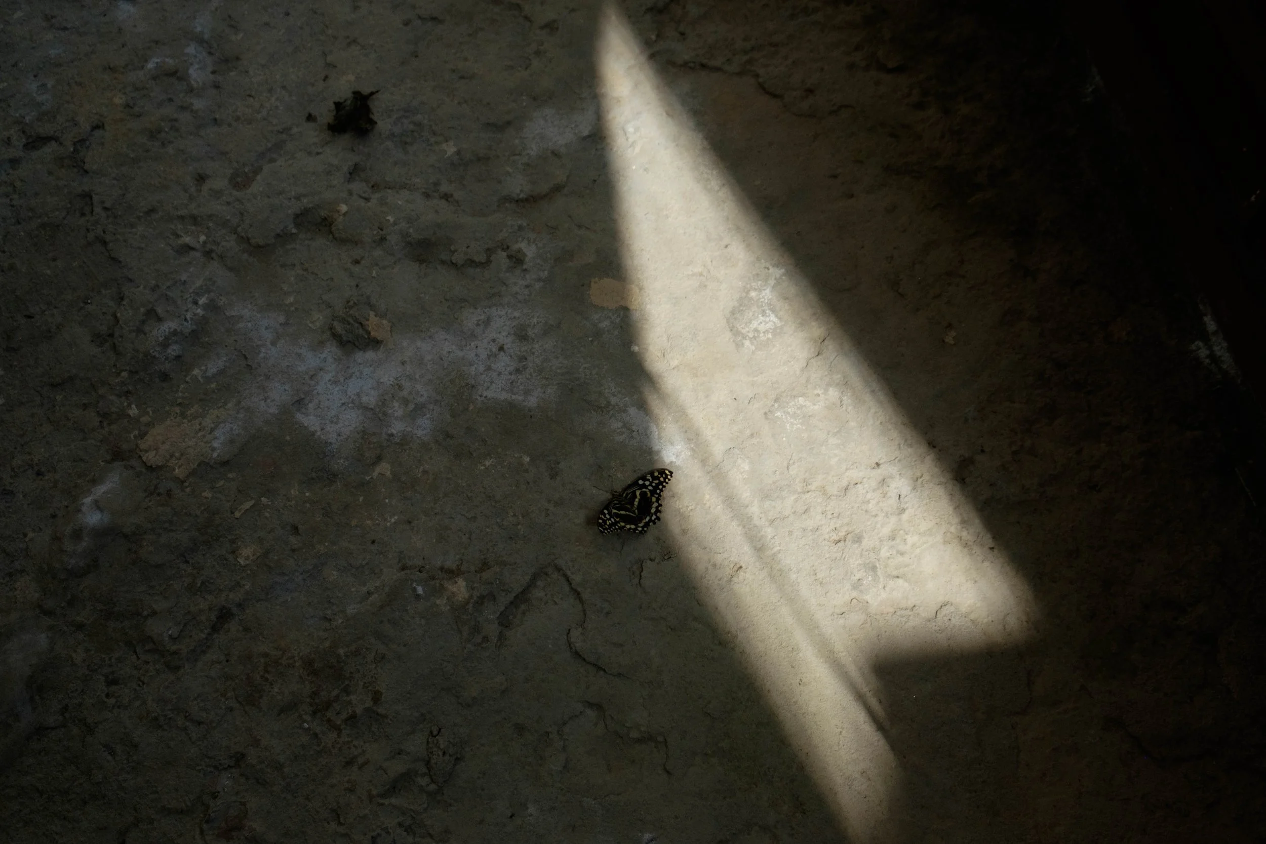 Butterfly on a textured surface in partial sunlight
