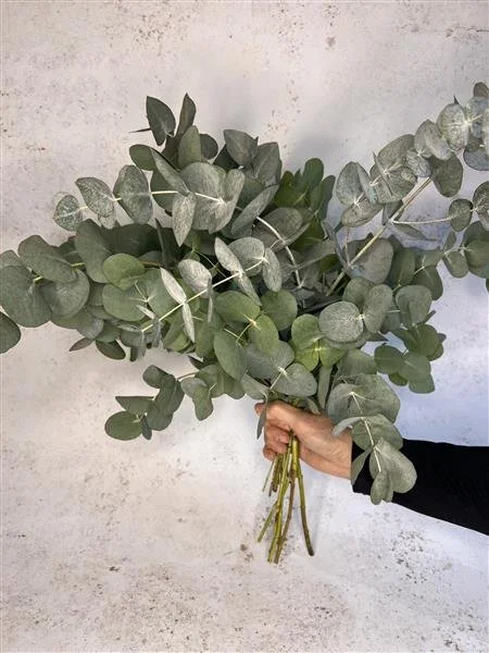 Eucalyptus Bunch