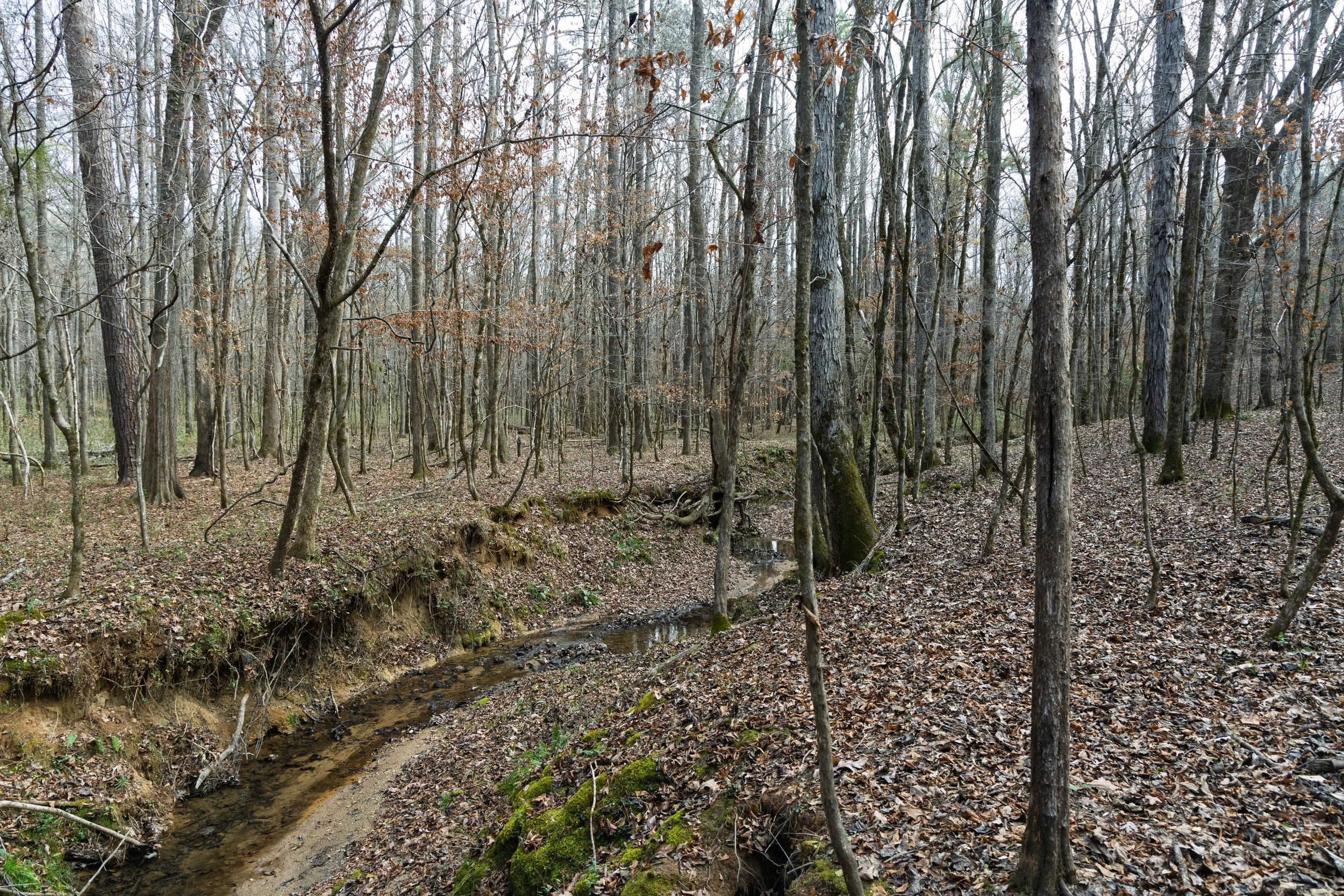 DEW_3668.jpg