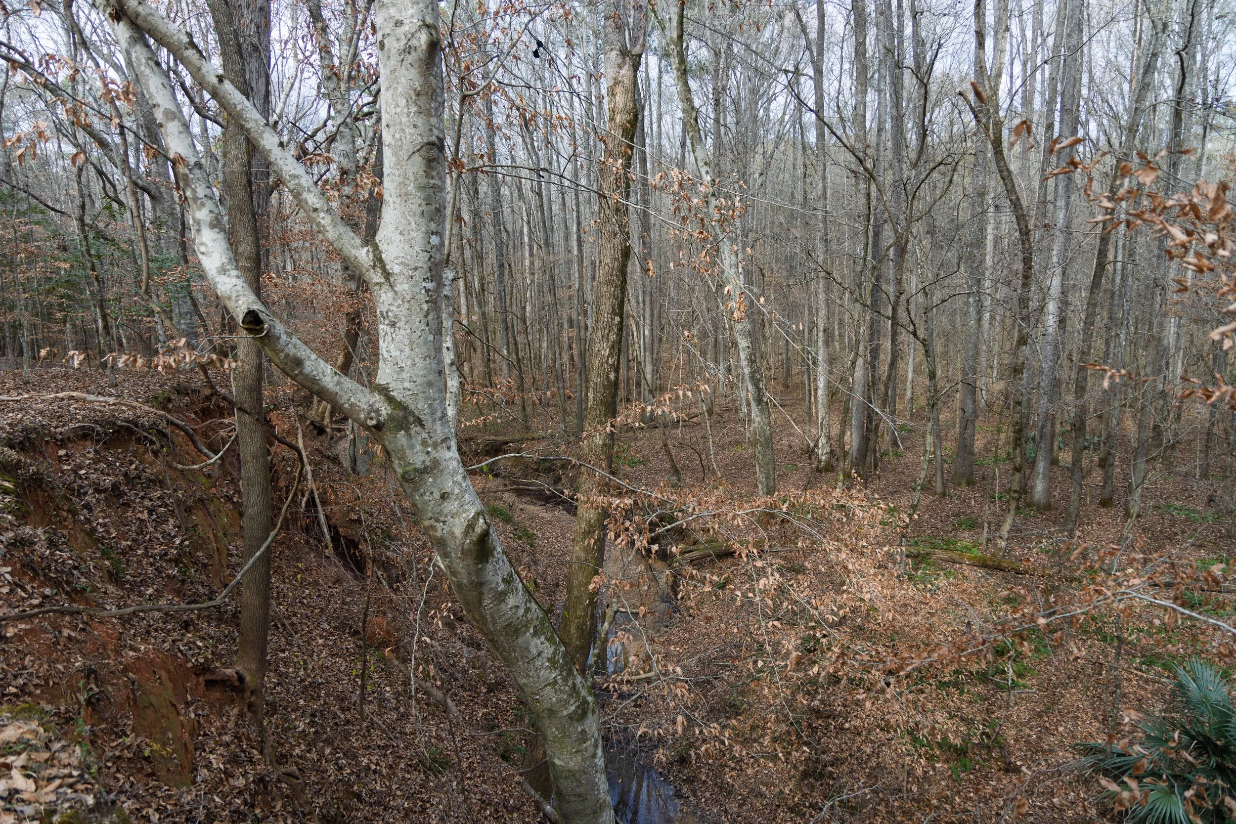 DEW_3680.jpg