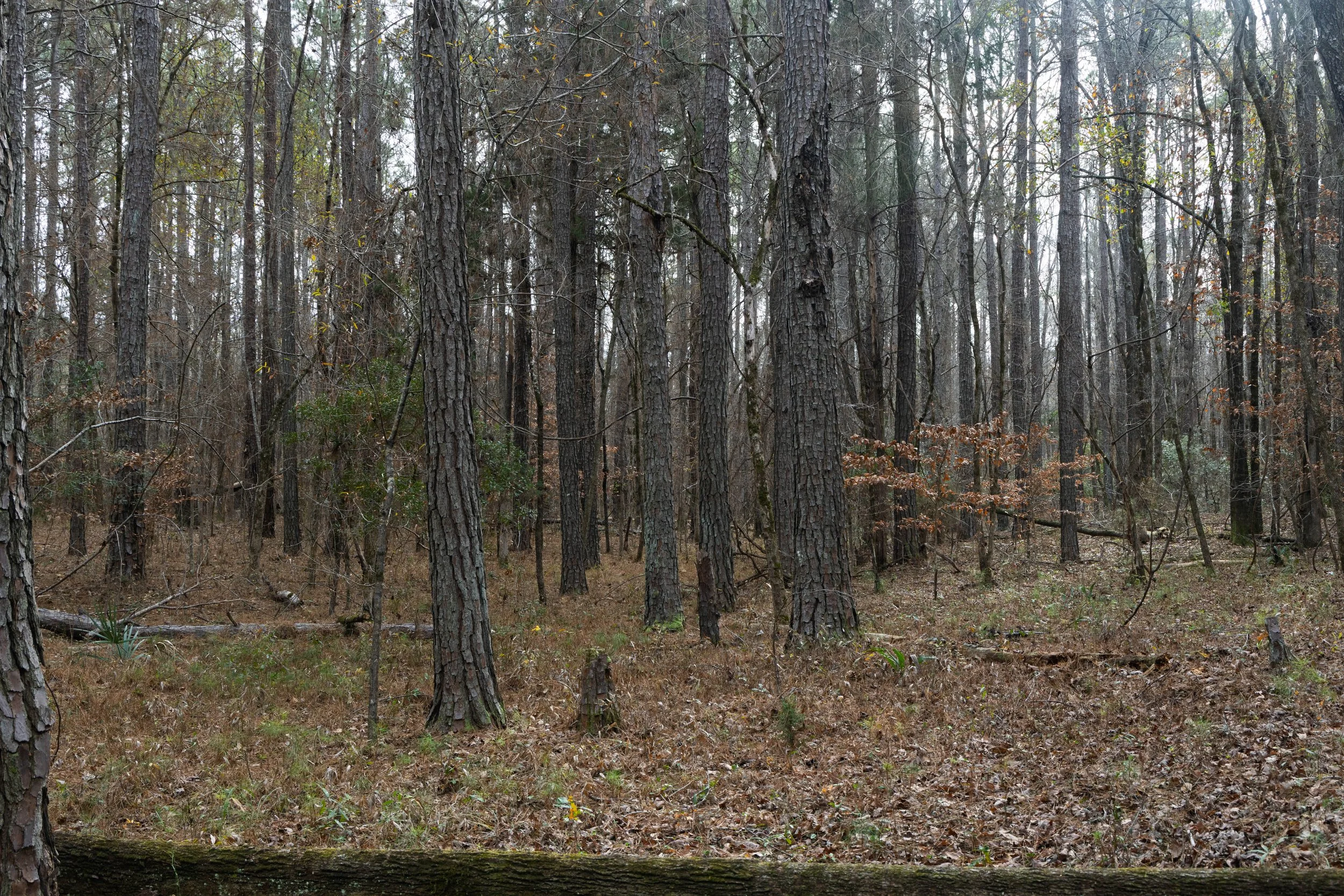 DEW_3695.jpg
