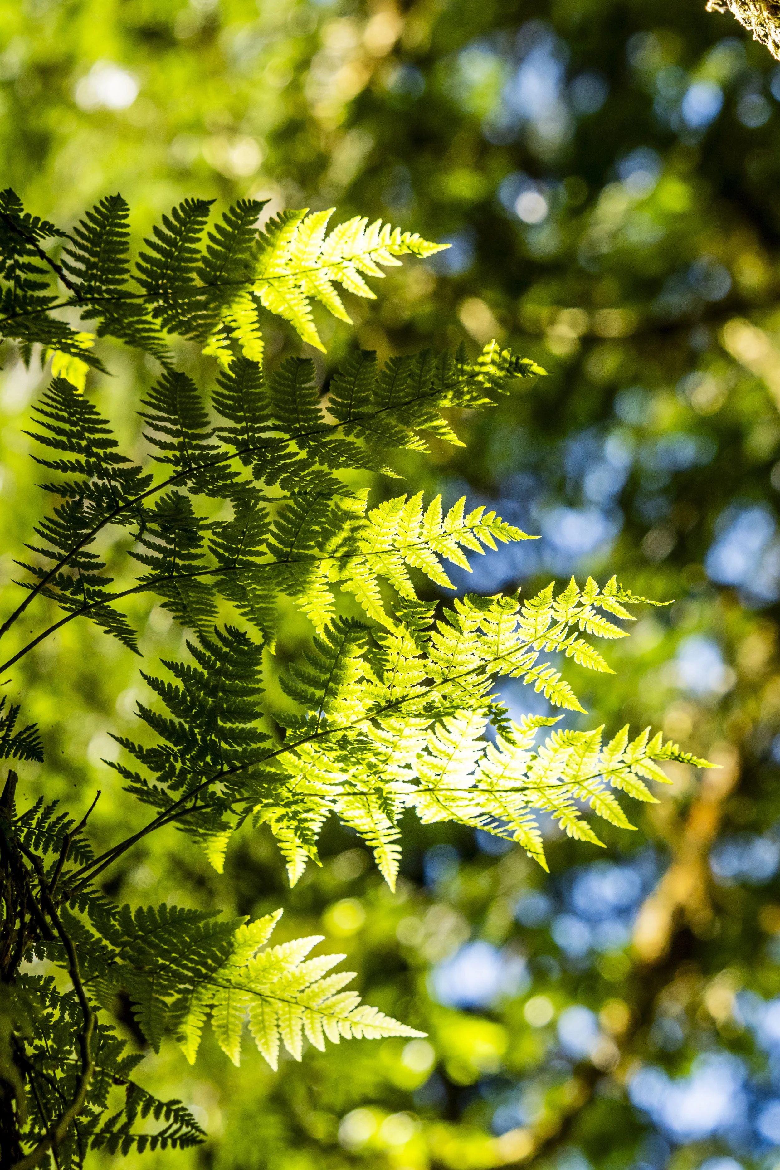 _DSC0795.jpg