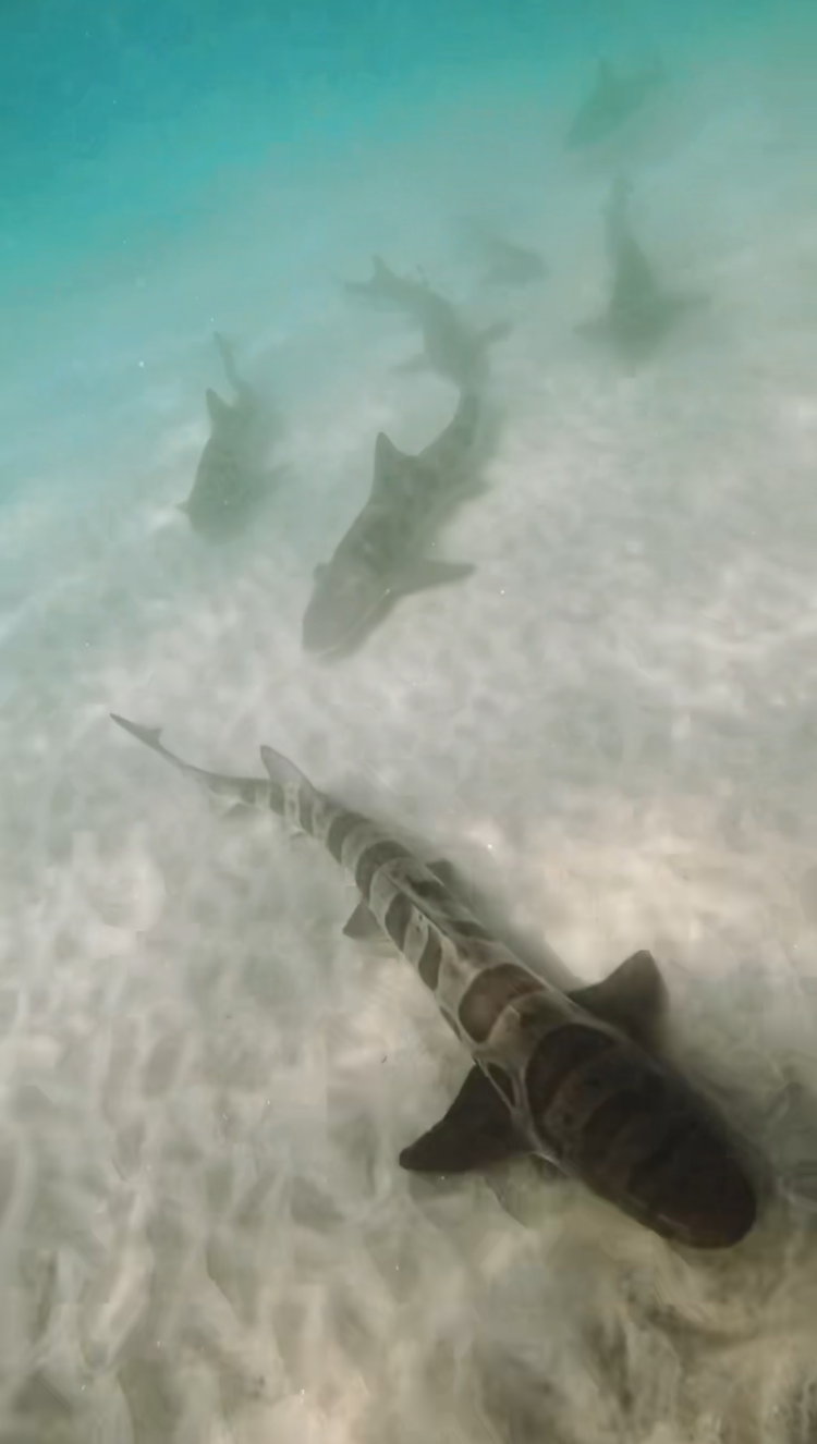 What Leopard Sharks Taught Me About Power Without Effort