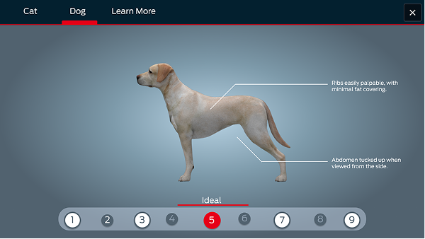 BCS Embedded in Tour Dog 1 1.png