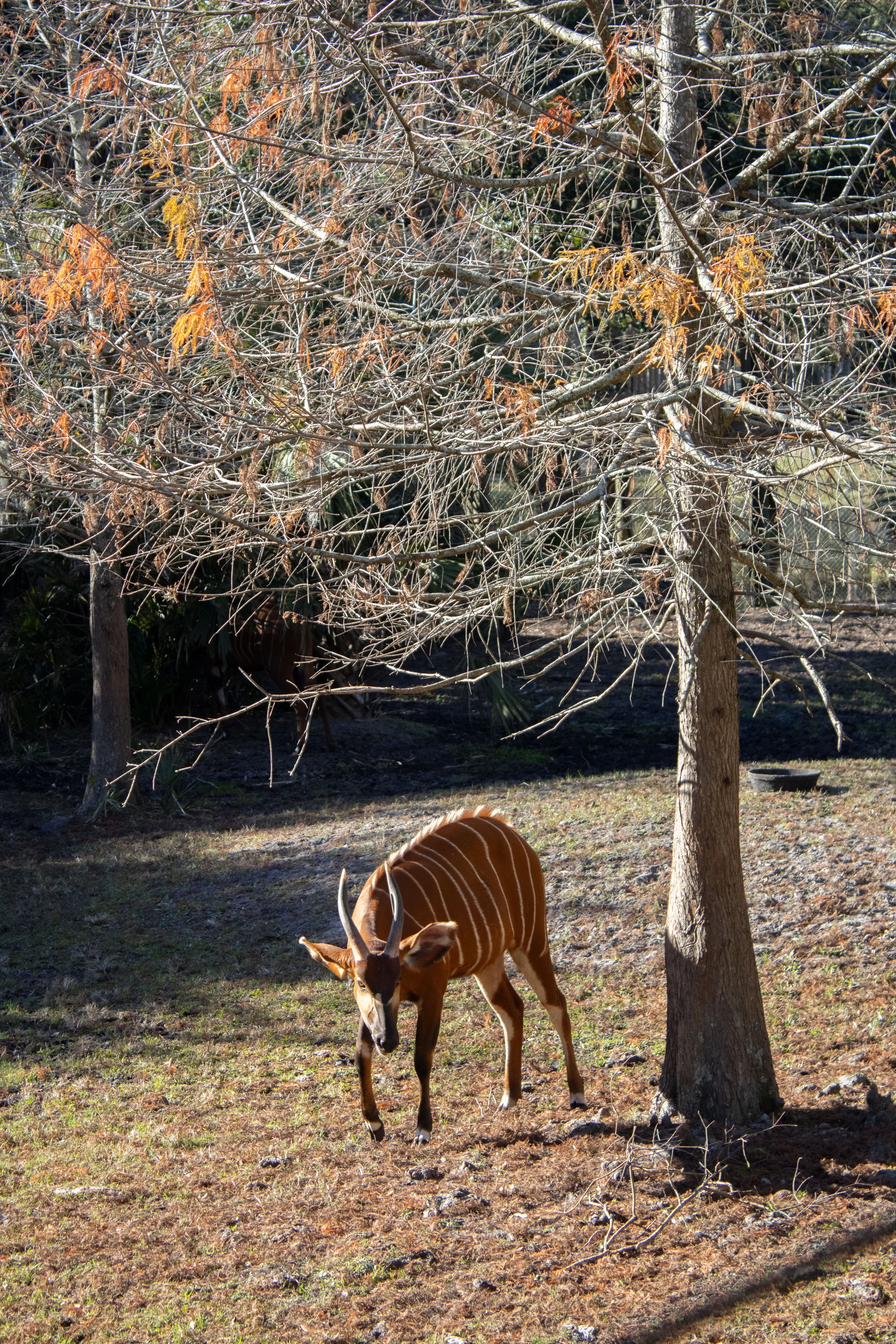 JaxZoo11226Zebhorse.jpg