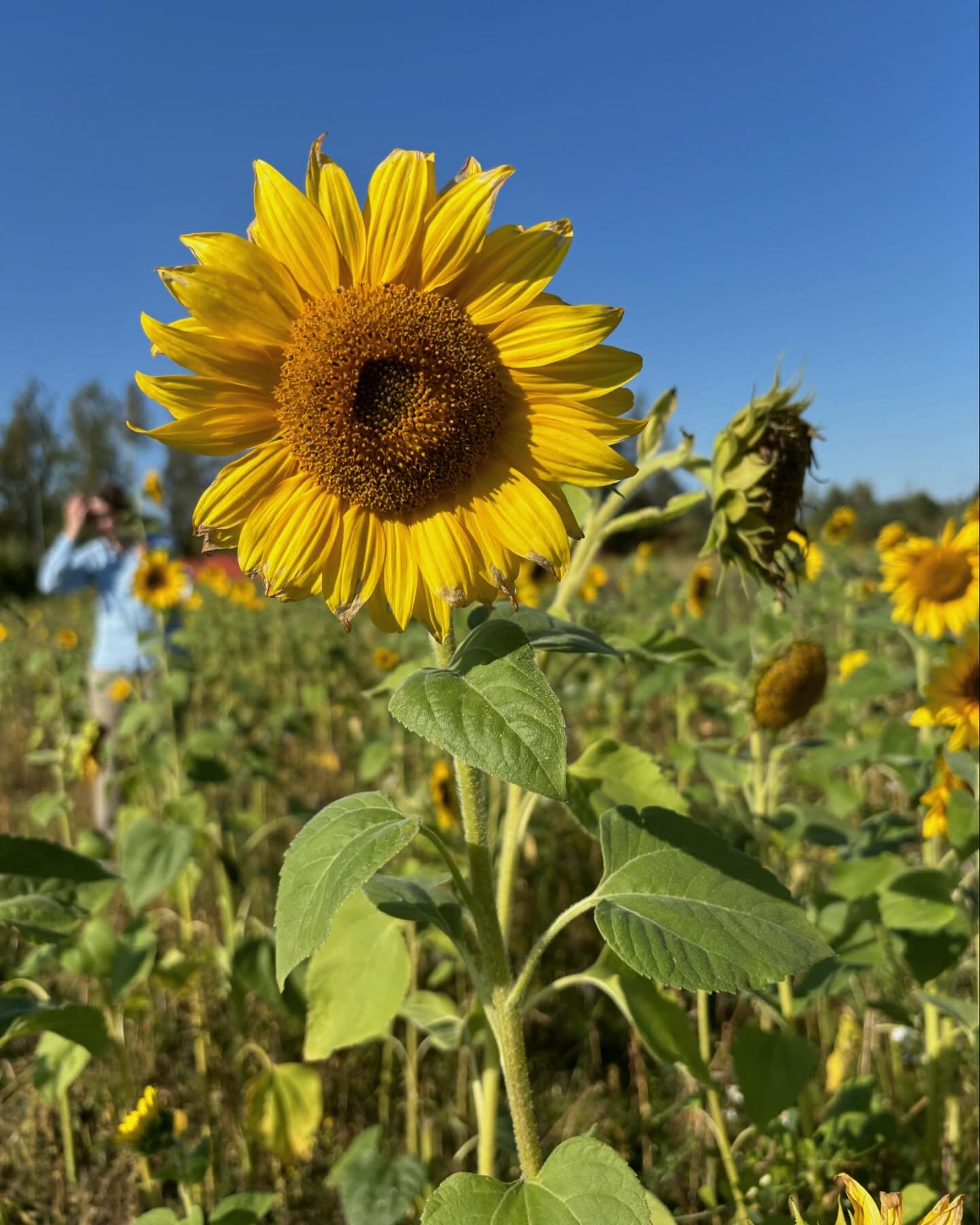 Today, Turku Together officially became a registered Ry in Turku 🌻

This week has been amazing for us. We met like-minded souls equally eager to collaborate in co-creating a mindful, inclusive, and circular community for all.

Despite the government