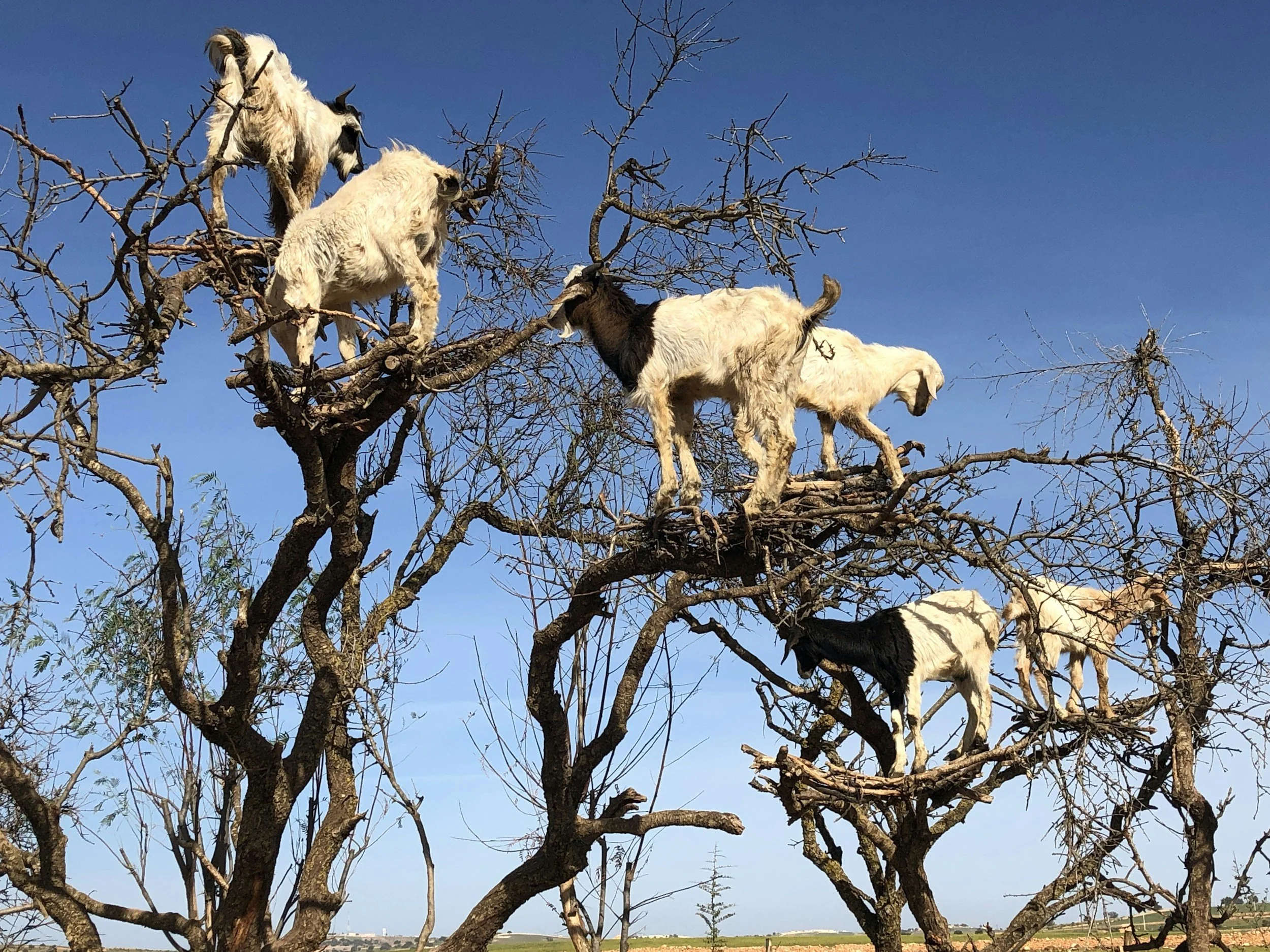 Barbary goats, Morocco