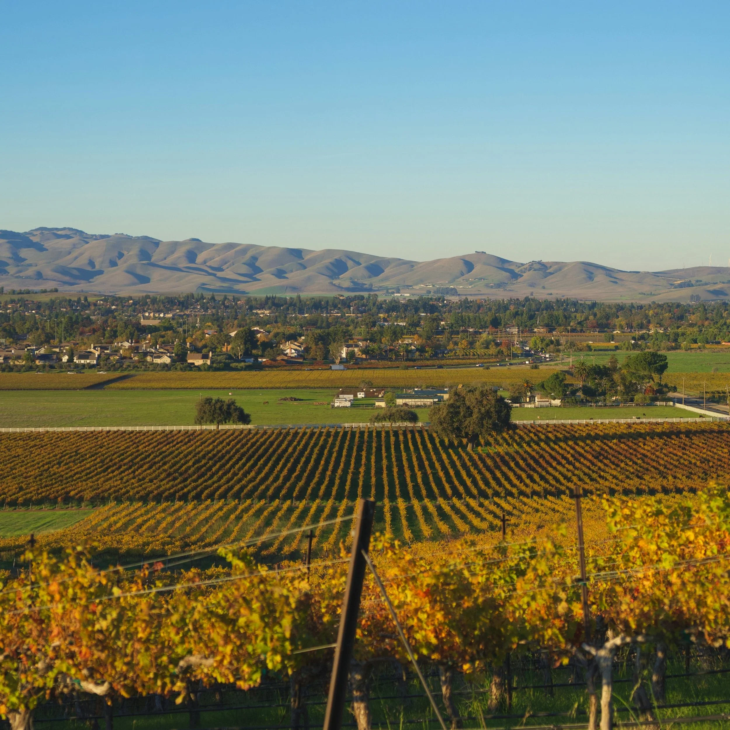 Experience wine harvest season in Europe