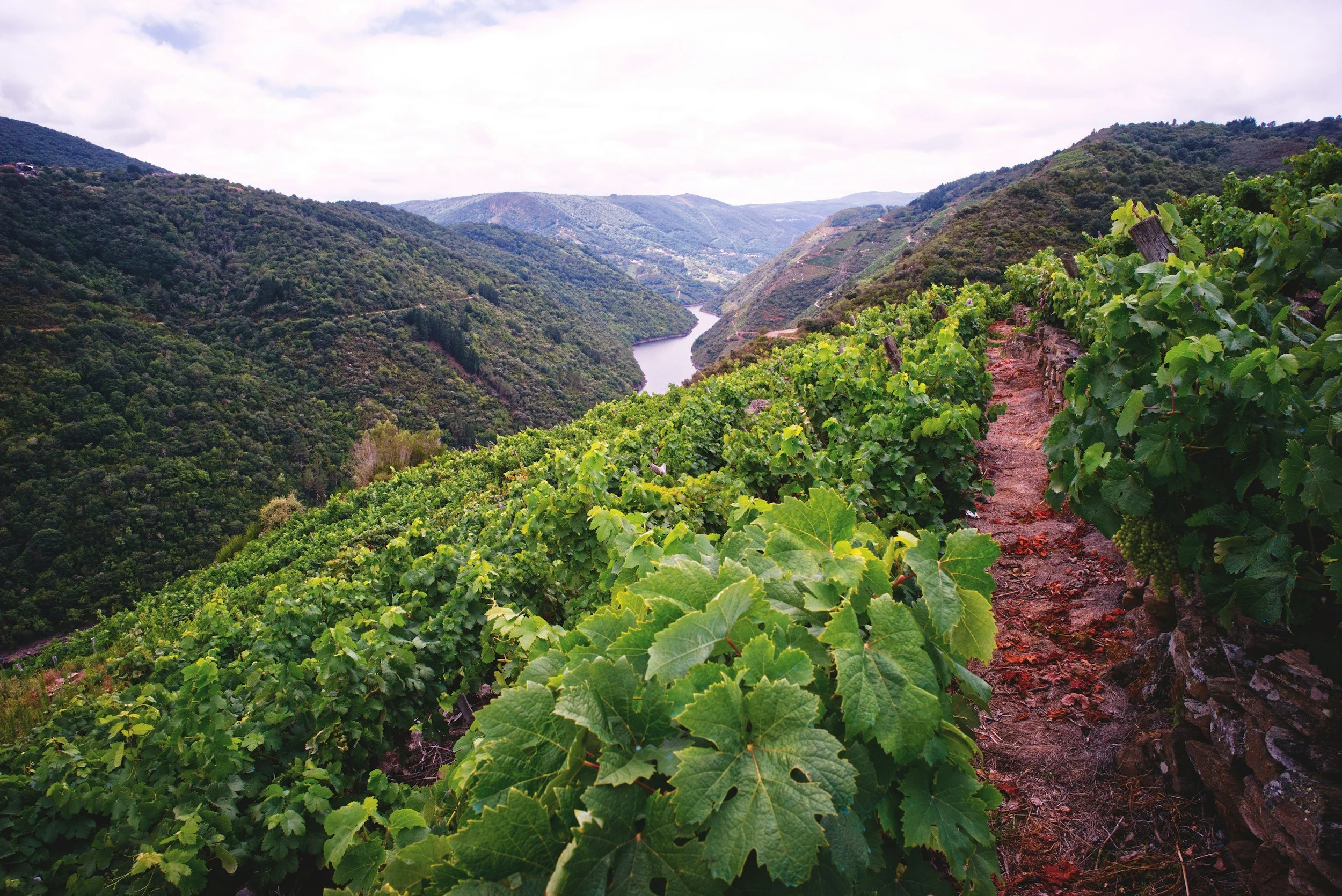 Ribiera do Sil vineyards