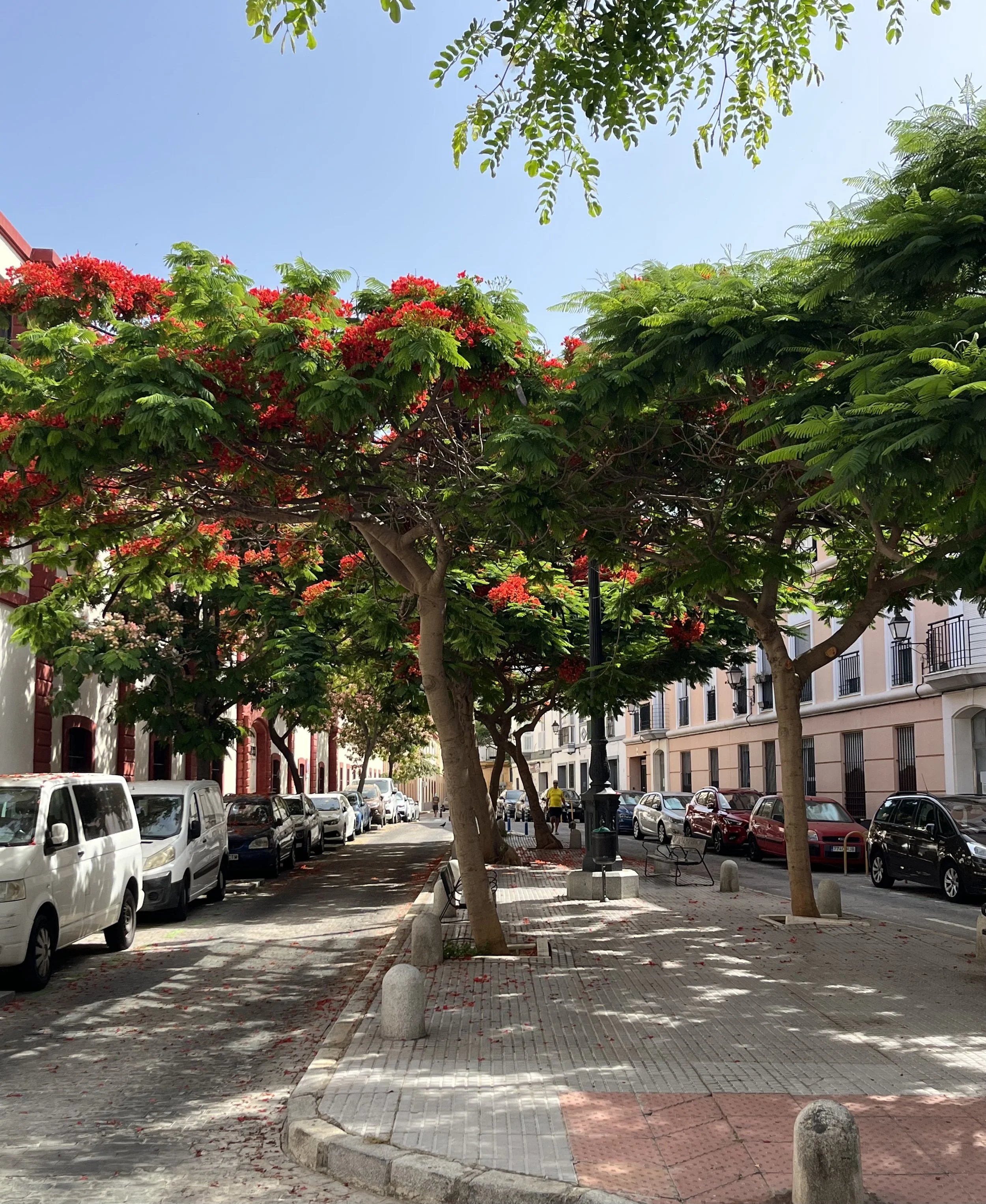 Tree-lined street Cadiz.jpeg