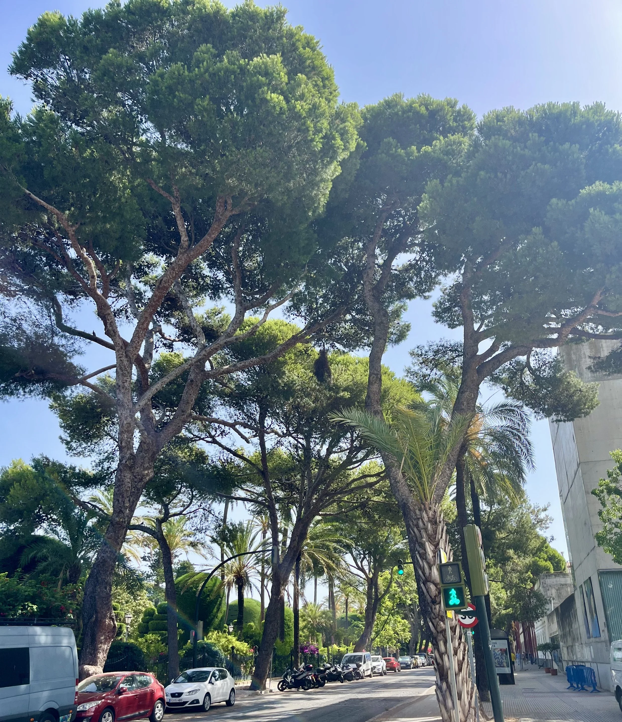 Trees Cadiz.jpeg