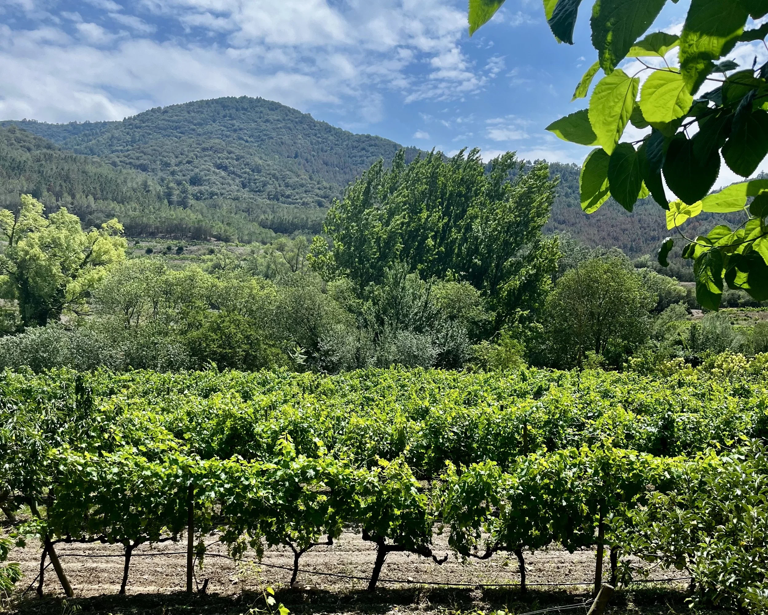 Vineyard view from Montsant, Catalonia