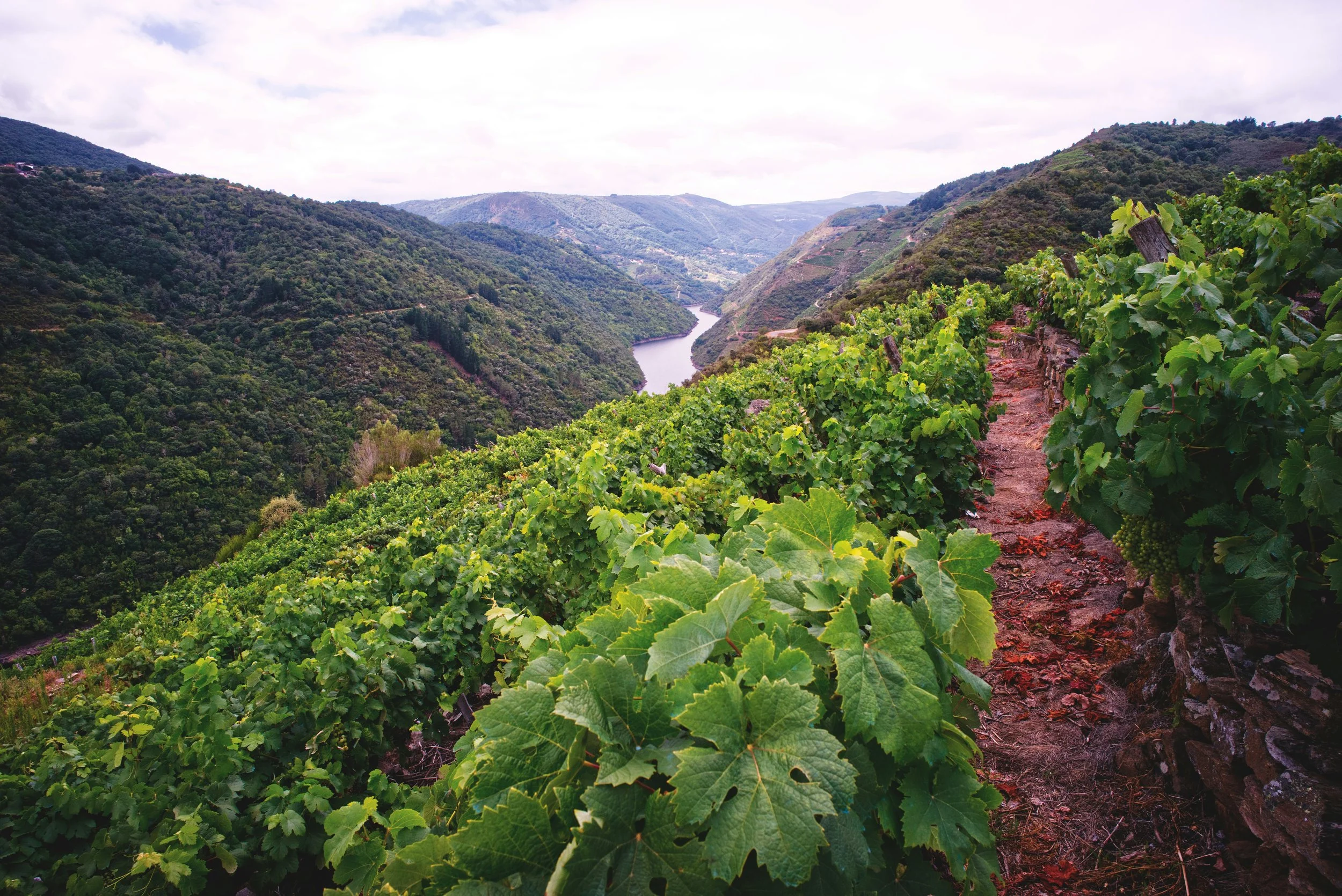 Sil Valley vineyards in Galicia