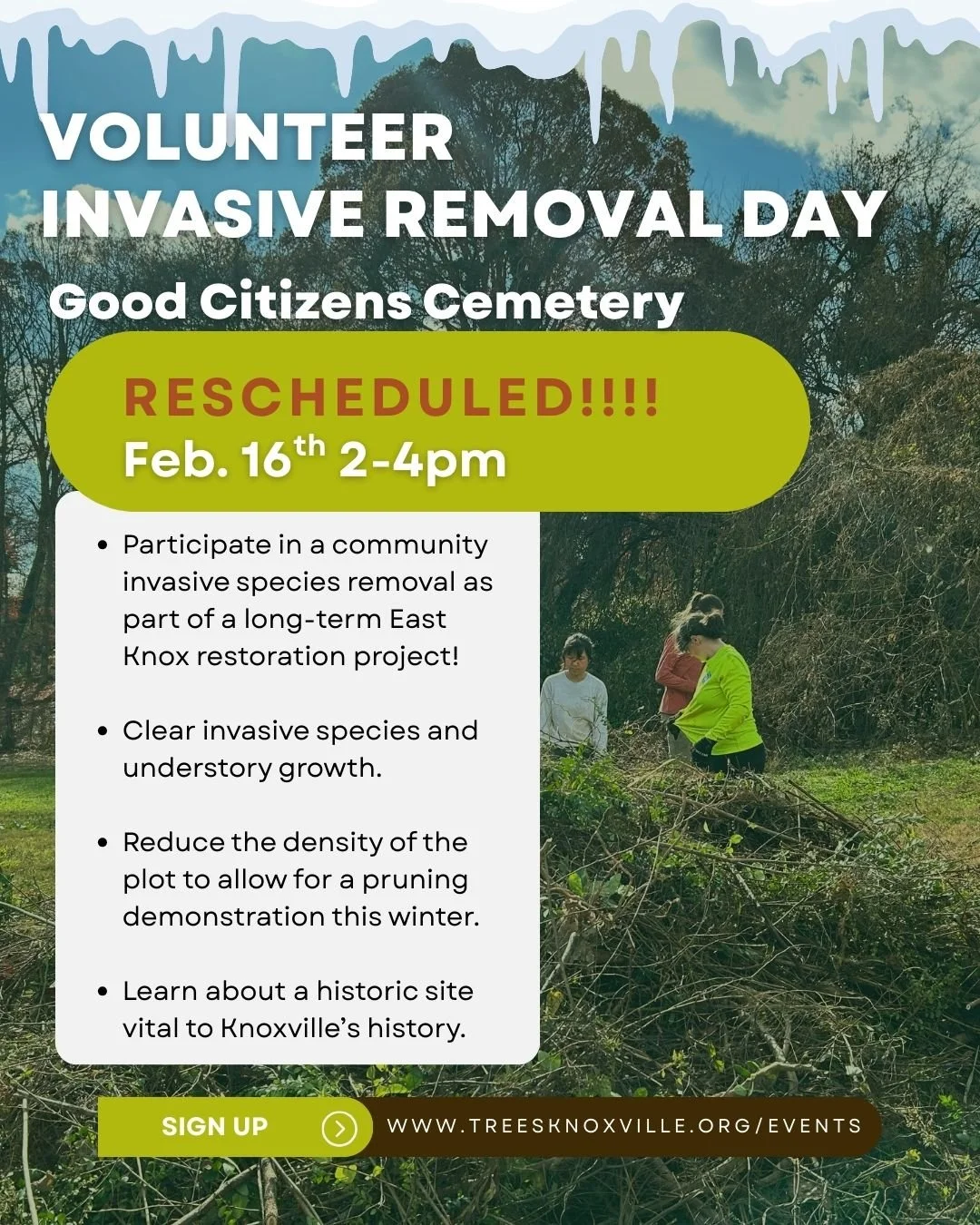Invasive Removal at Good Citizens Cemetery