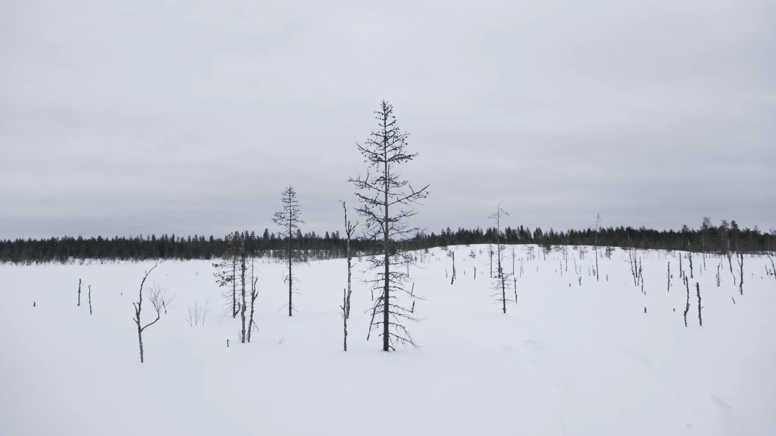 DSCF2775.webp