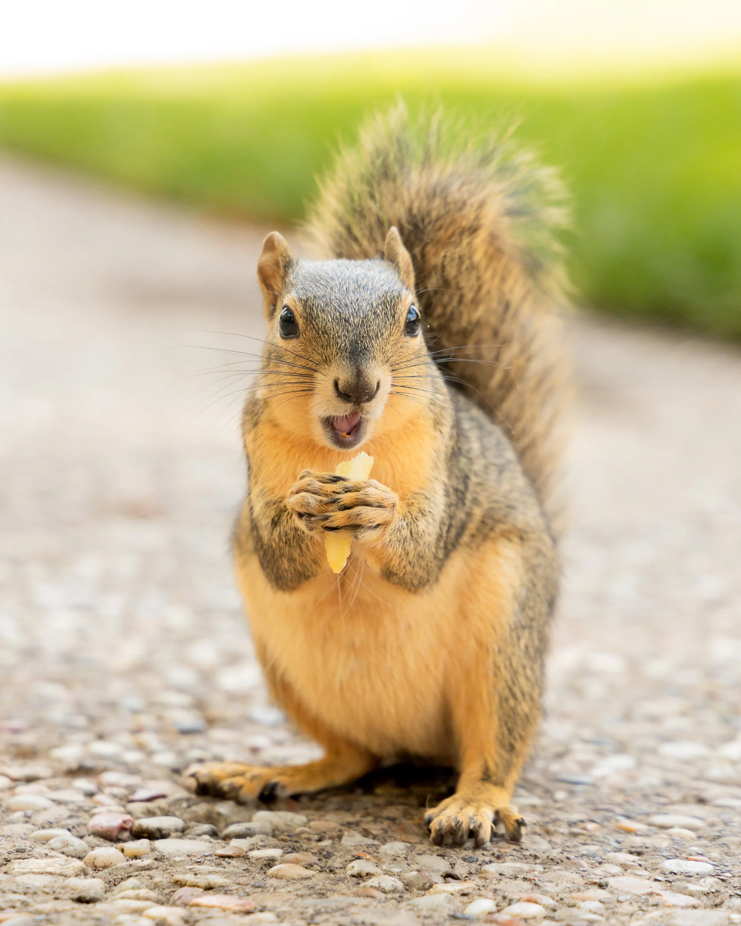LC_UNTDining_Squirrel-12.jpg