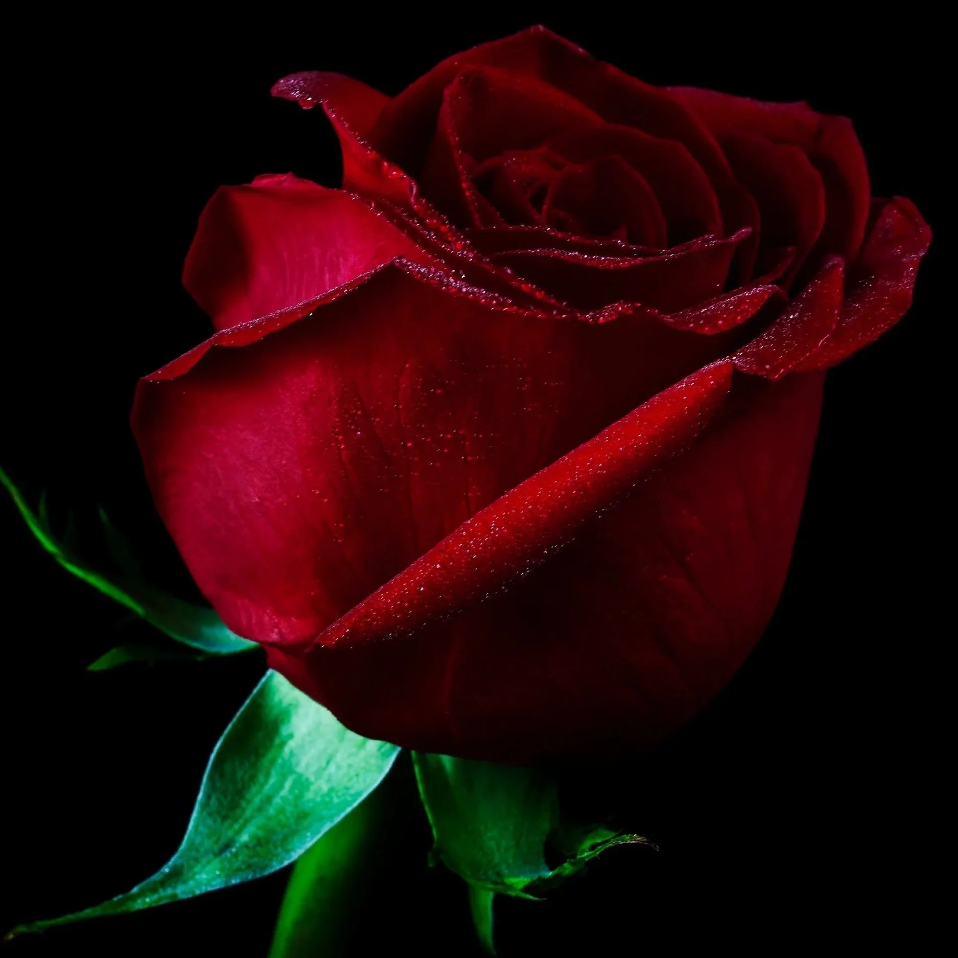 Me ♥️🌹
