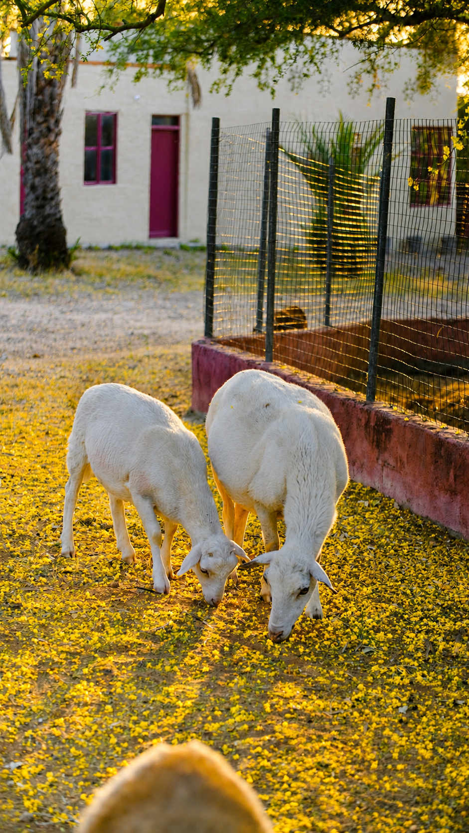Comunidad Los Horcones: borregas en áreas verdes de la comunidad en Sonora, México