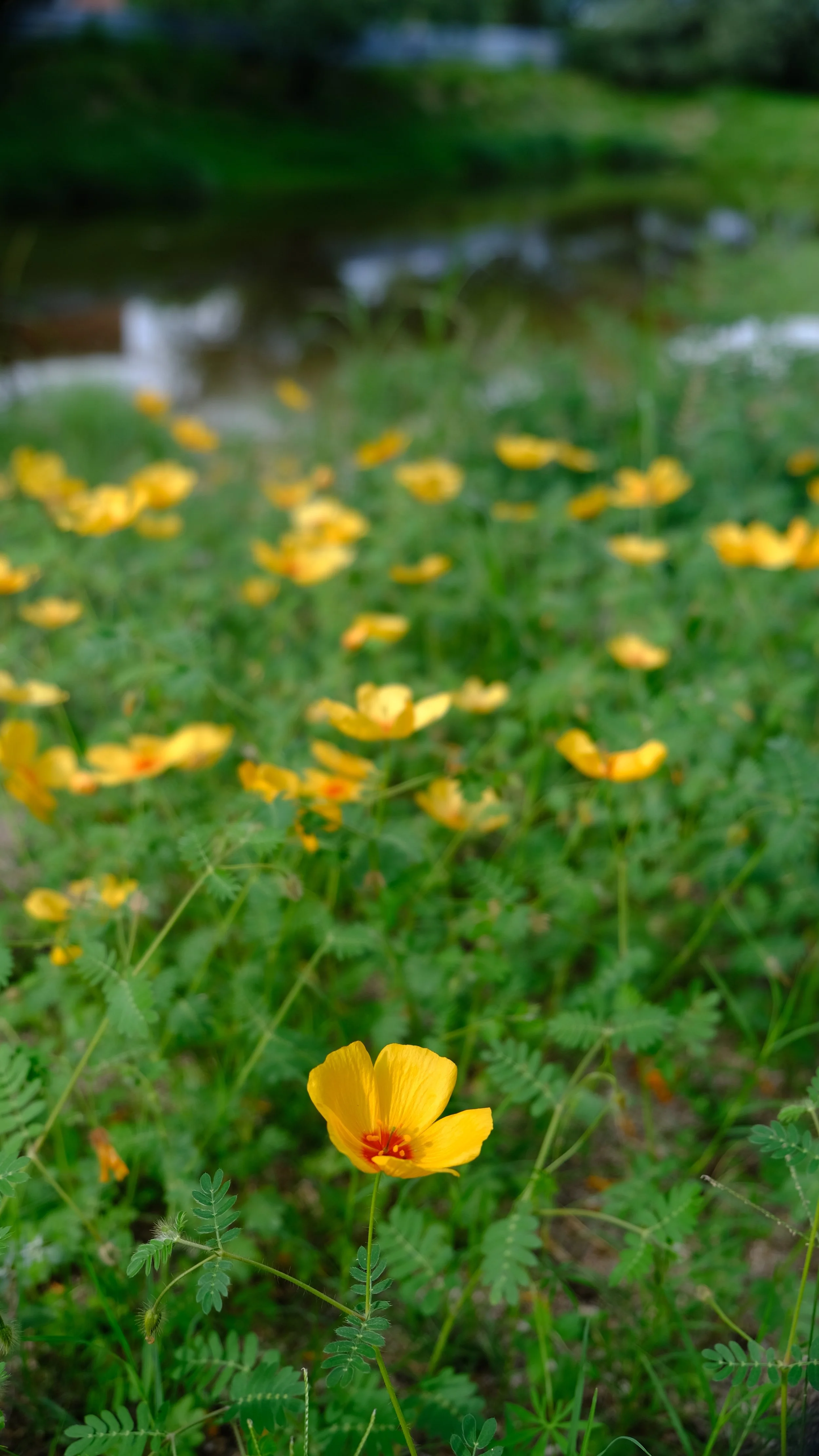 Comunidad Los Horcones: flores silvestres y naturaleza en la vida comunitaria de Sonora, México