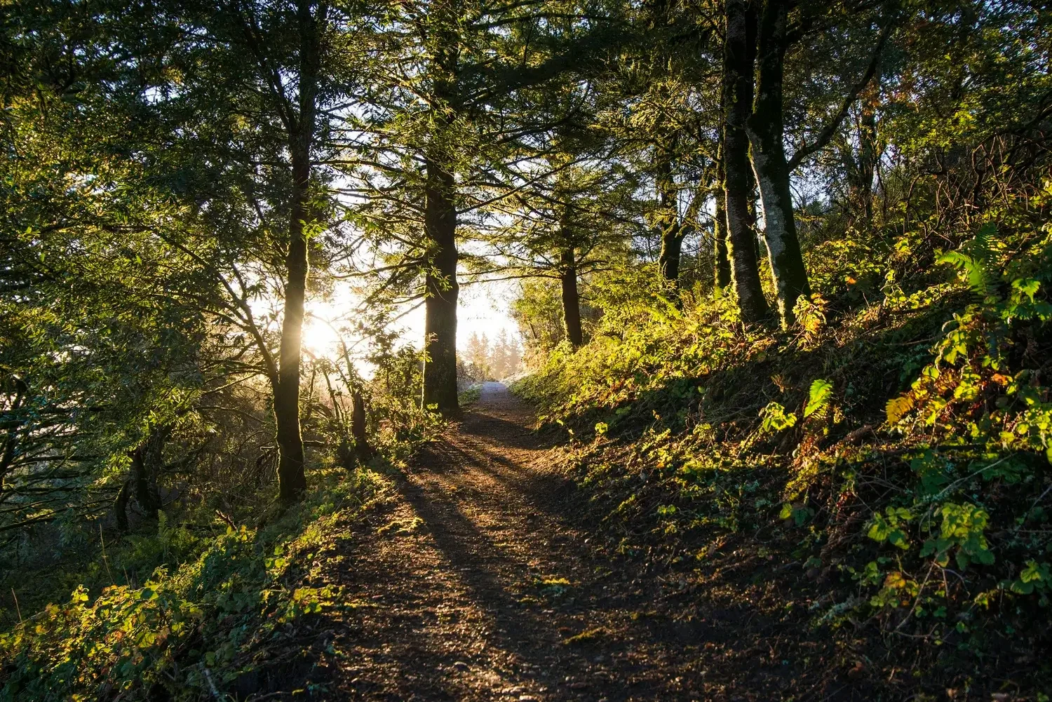 Image of light through trees representing self-esteem and anxiety therapy.