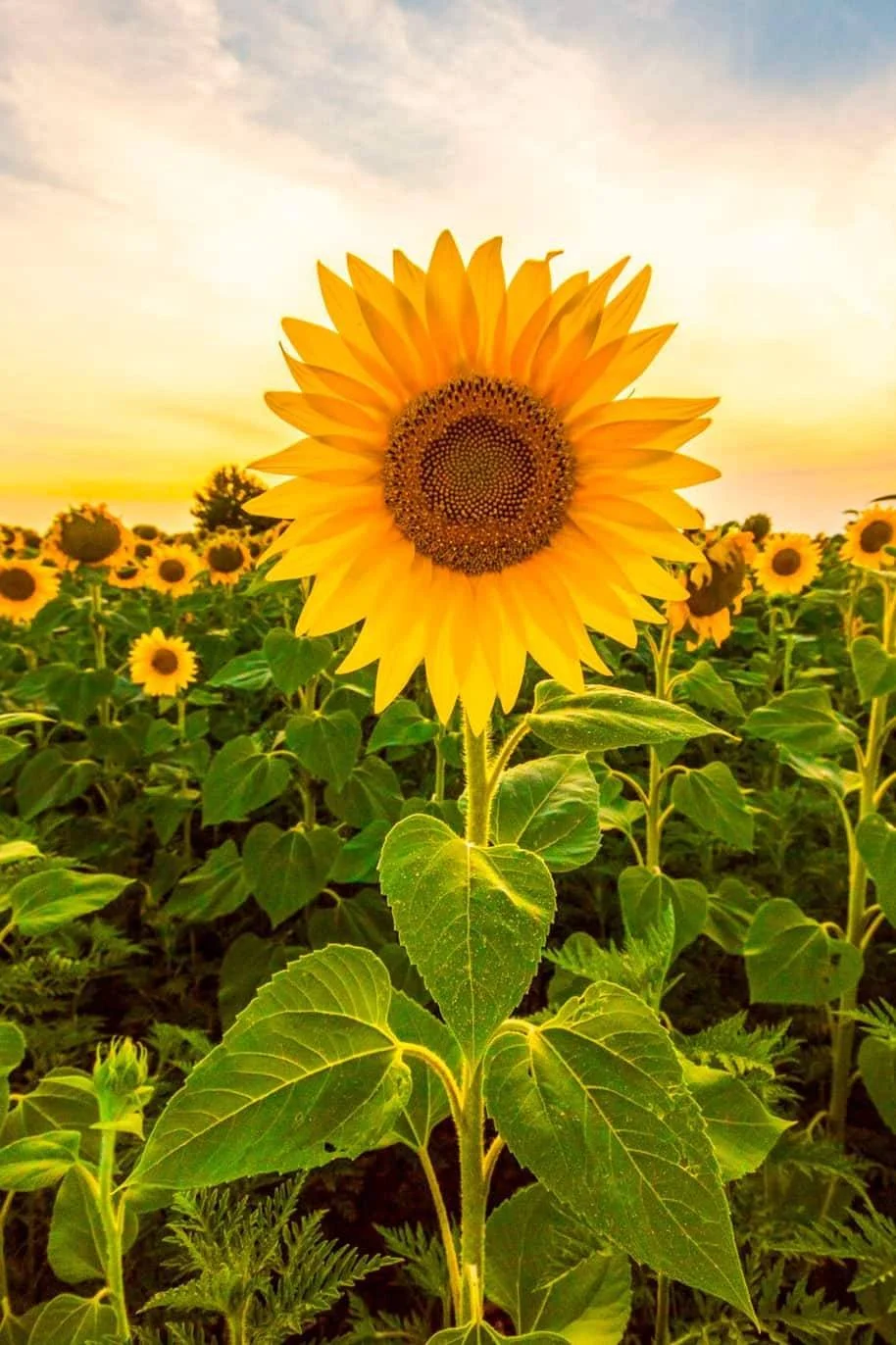 Finding Joy and New Purpose When Midlife Feels Like a Crisis