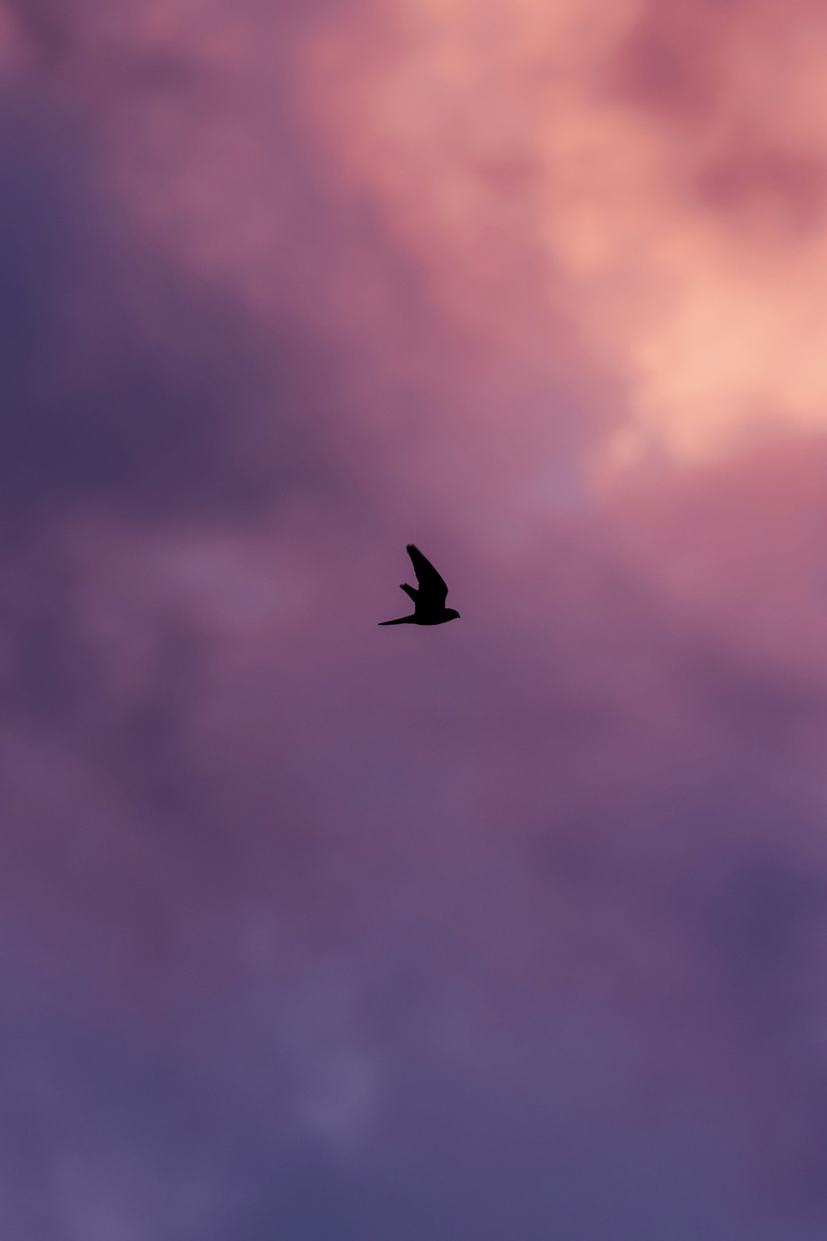 Bird flying unfettered in a sunset sky, representing the freedom from eating disorders available after eating disorder treatment at Monarch Wellness & Psychotherapy