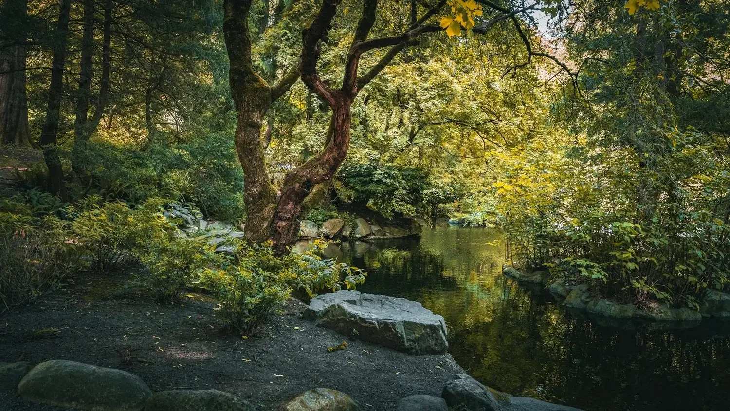 A quiet nature representing psychotherapy, emotional wellbeing, and support for caregivers.