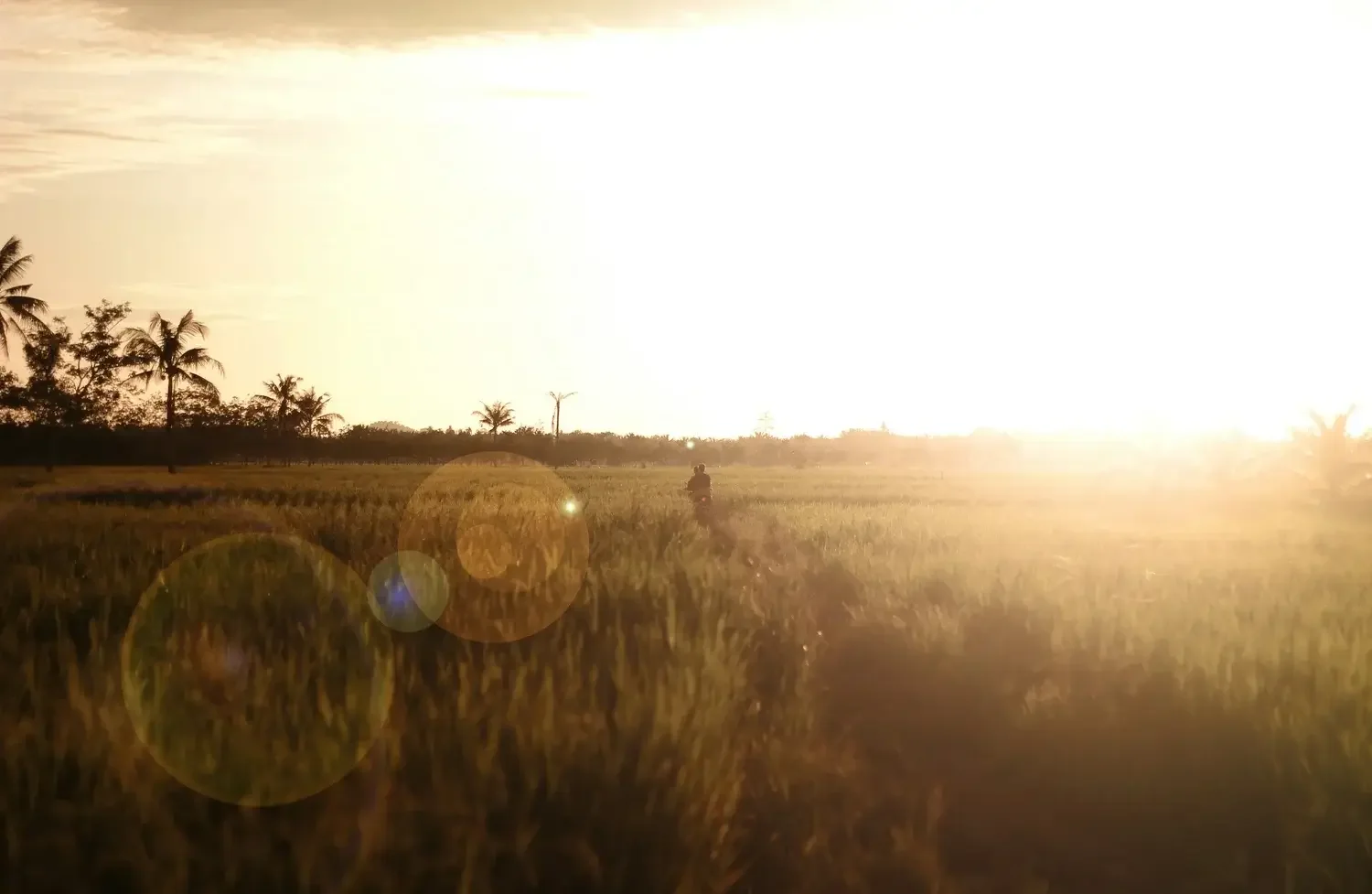 Image of morning sunlight representing stress management and emotional well-being.