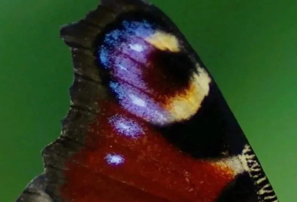 Image of a butterfly wing, representing the transformation after successful anorexia treatment at Monarch Wellness in Friendship Heights MD.