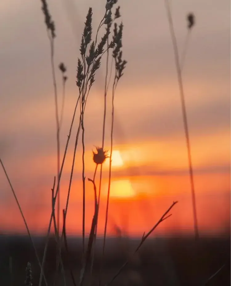 A quiet sunset and growing plants representing hope and gradual progress through depression treatment.