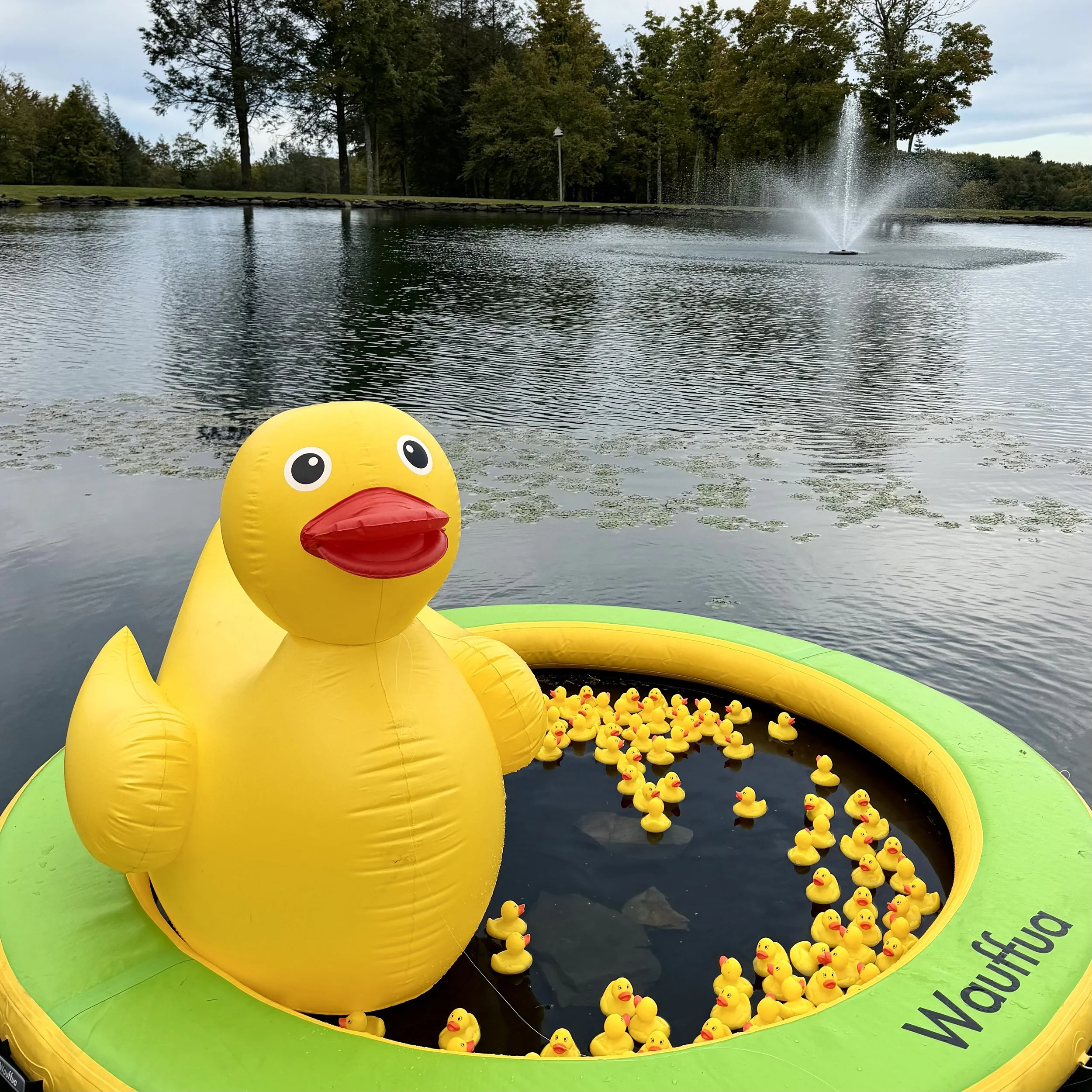 Duck Pluck