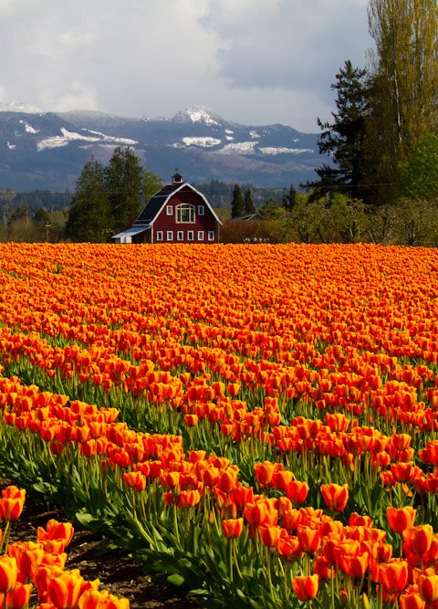 Vibrant tulip fields at Skagit Valley Tulip Festival near Mount Vernon, WA