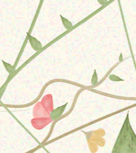 Close-up of a flowering vine with pink and yellow flowers and green leaves.