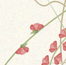 Illustration of pink flowers on green stems with a light background.