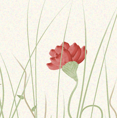 A red poppy flower among green grass blades against a light background.