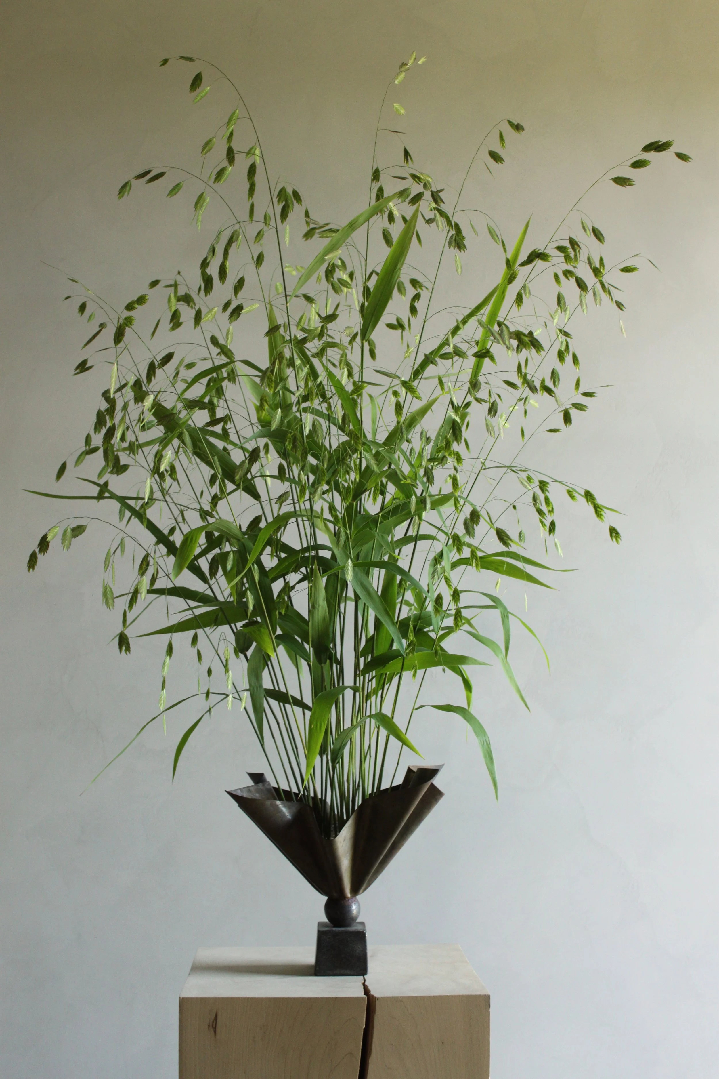 Northern Sea Oats.jpg