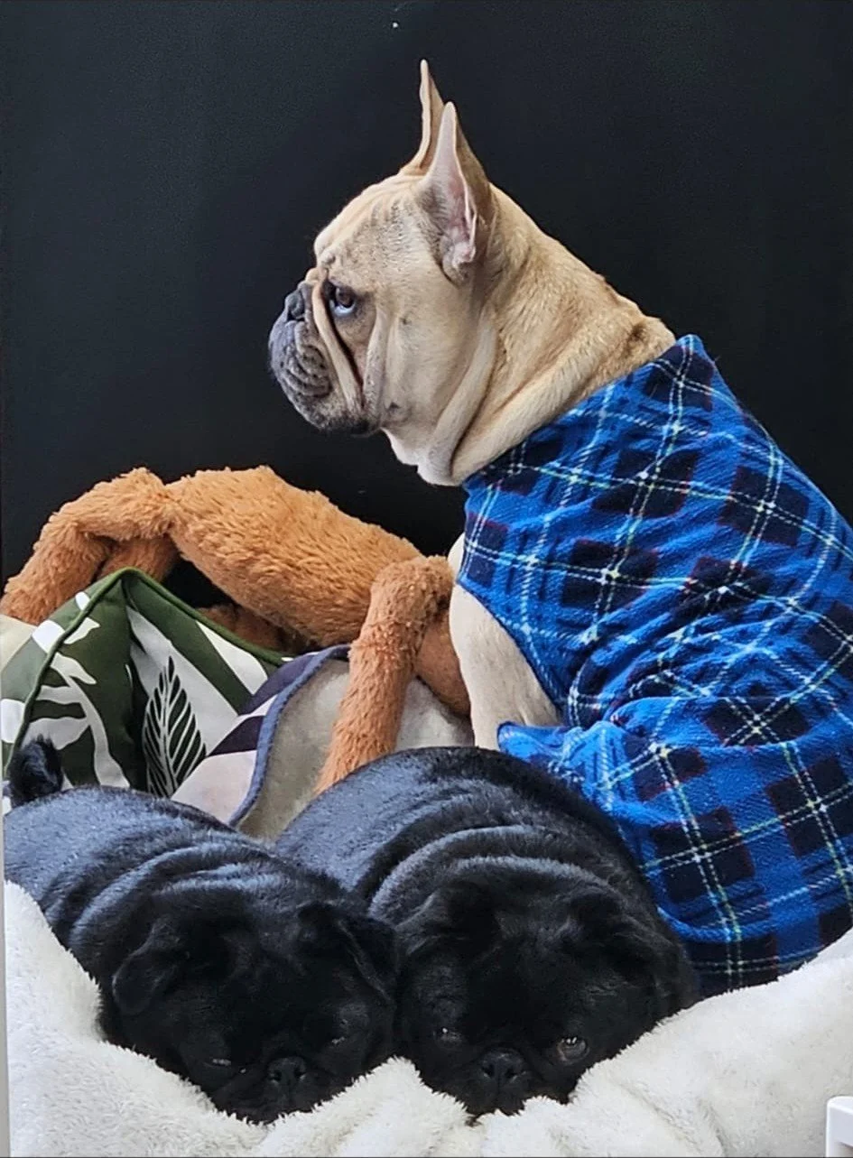 Parnell Luxury Dog Grooming 3.jpg