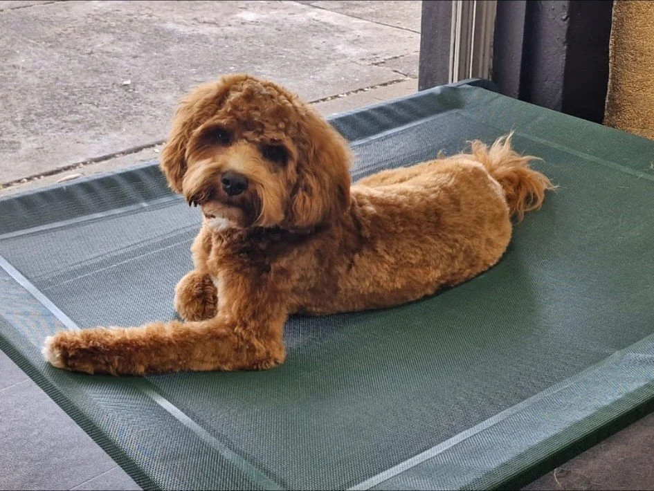 Parnell Luxury Dog Grooming 1.jpg