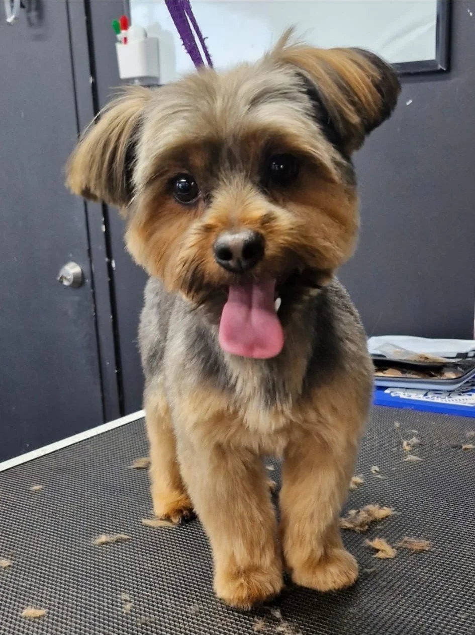 Parnell Luxury Dog Grooming 4.jpg