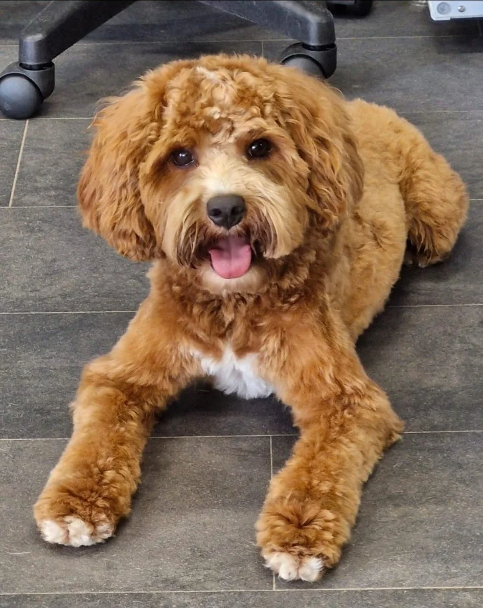 Parnell Luxury Dog Grooming 2.jpg
