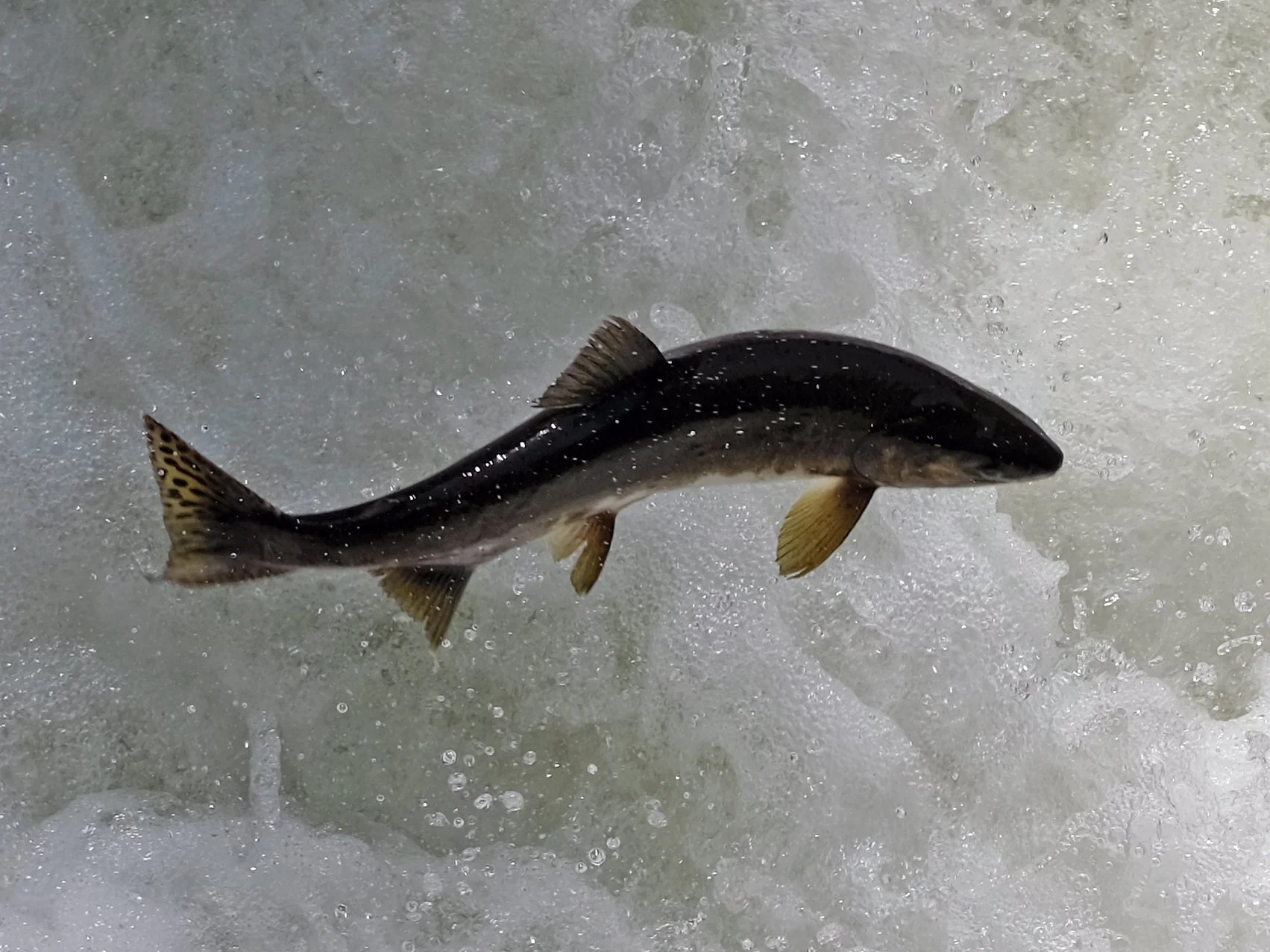 DSCF9458_crop.jpg