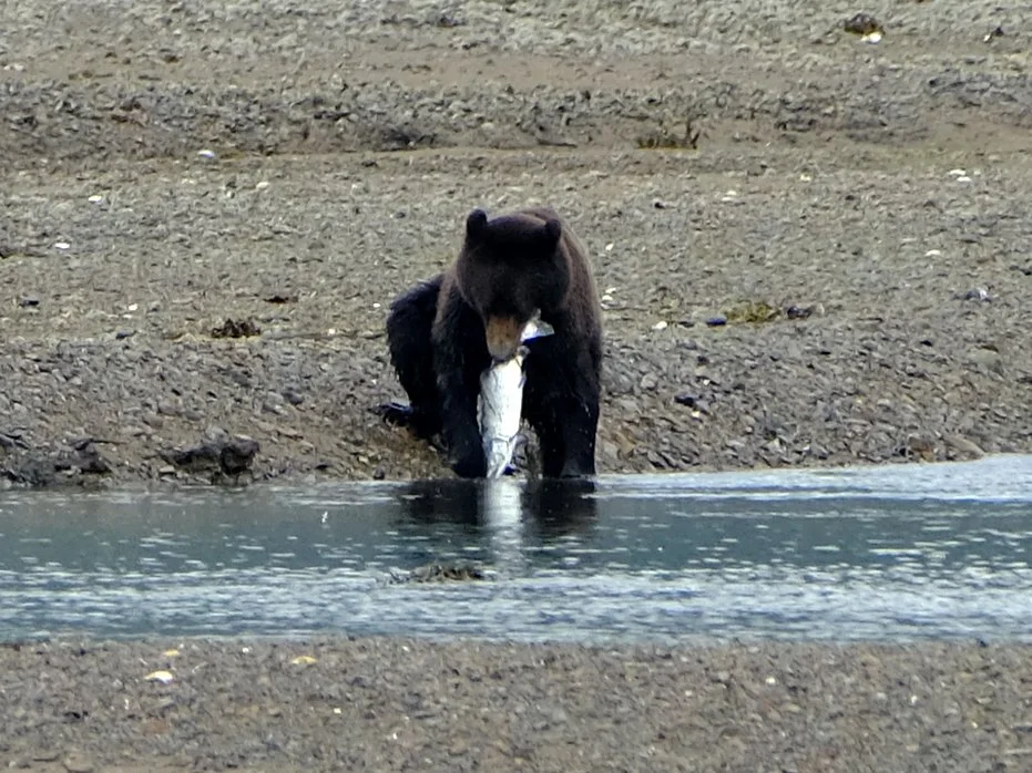 DSCF8120-0riginal-crop-bear with salmon.jpg