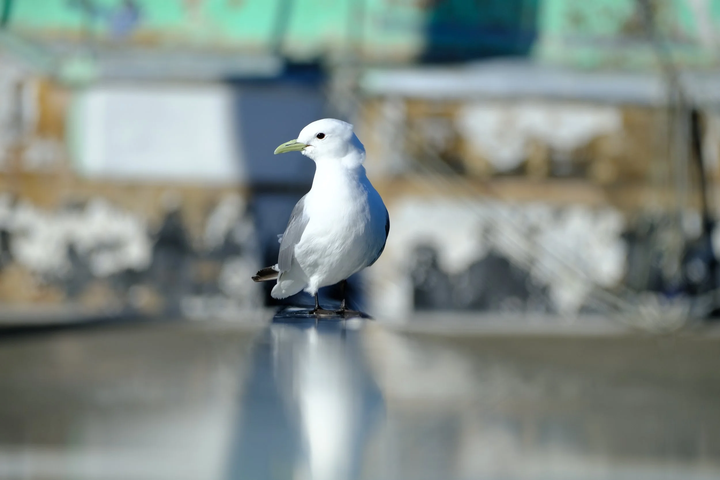 DSCF7260.jpg