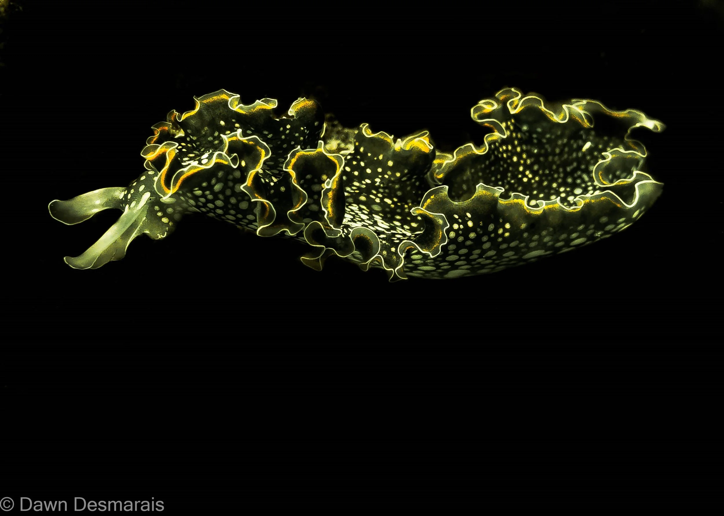 Underwater Photography